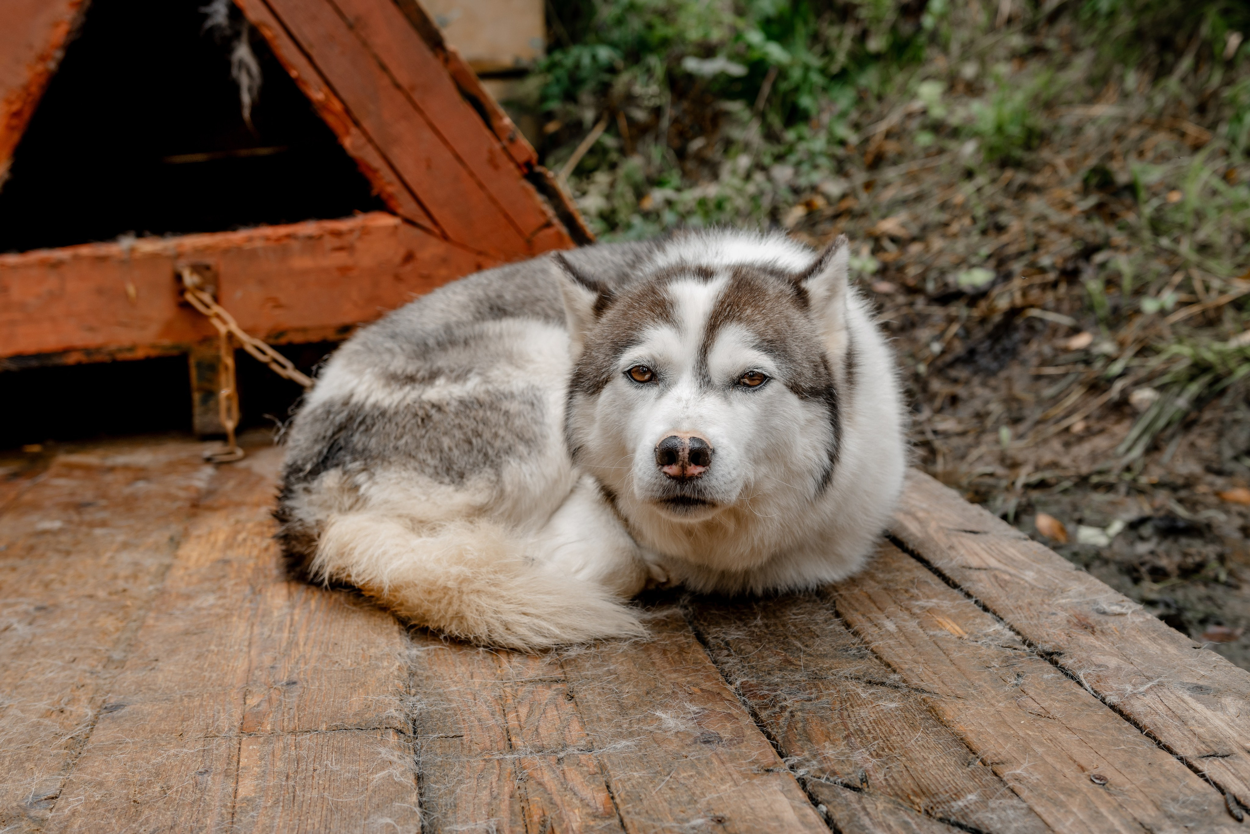 Дог-треккинг