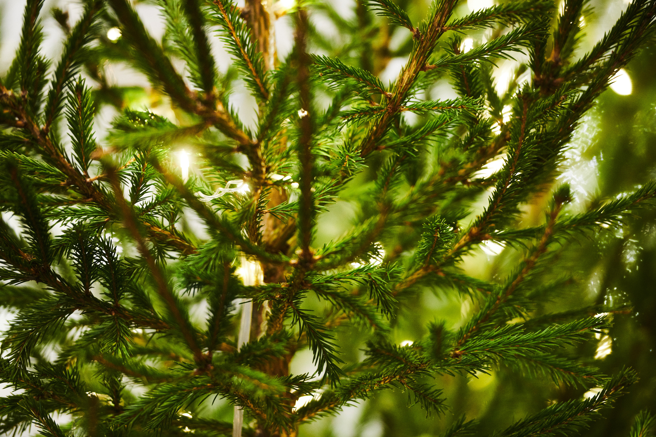 НОВЫЙ ГОД У АТОМСТРОЙКОМПЛЕКС. Фотограф Роман Арыкин Екатеринбург