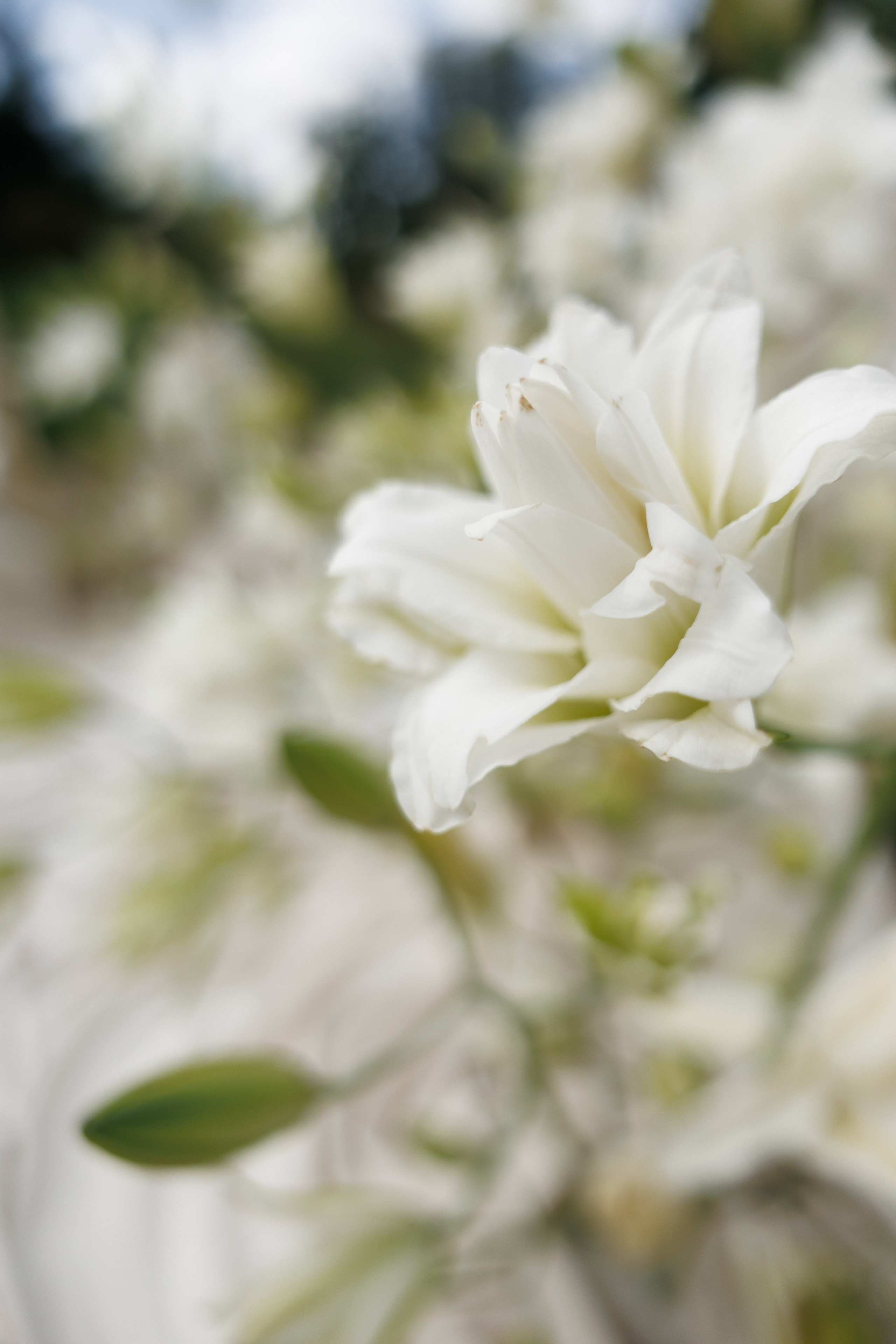 Антон и Анна. Свадебный фотограф Ольга Ермакович