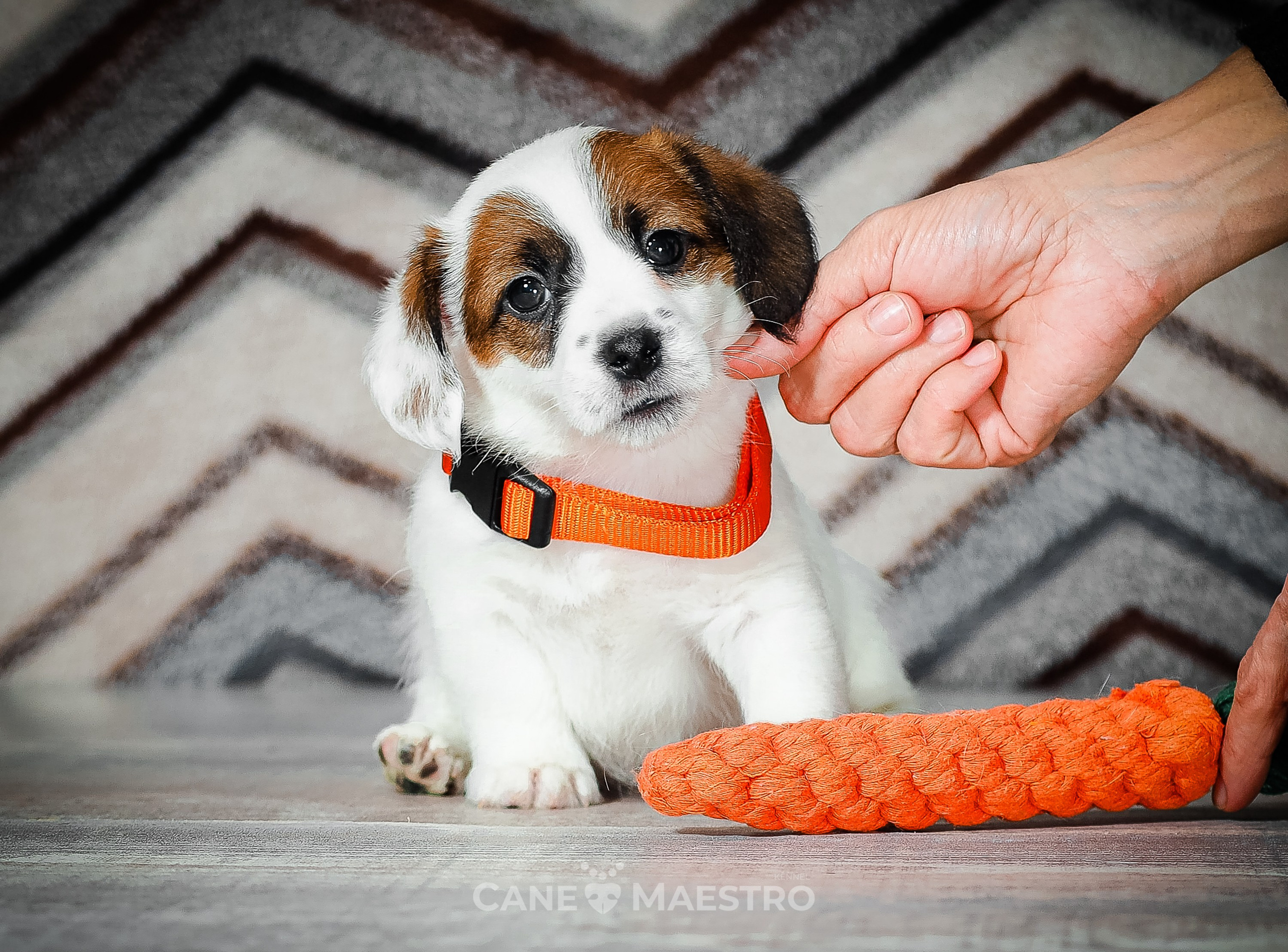 1КОБЛ_МОНОКЛЬ_Ц_ЛИТТЕР. CANE MAESTRO — kennel Jack Russell Terrier