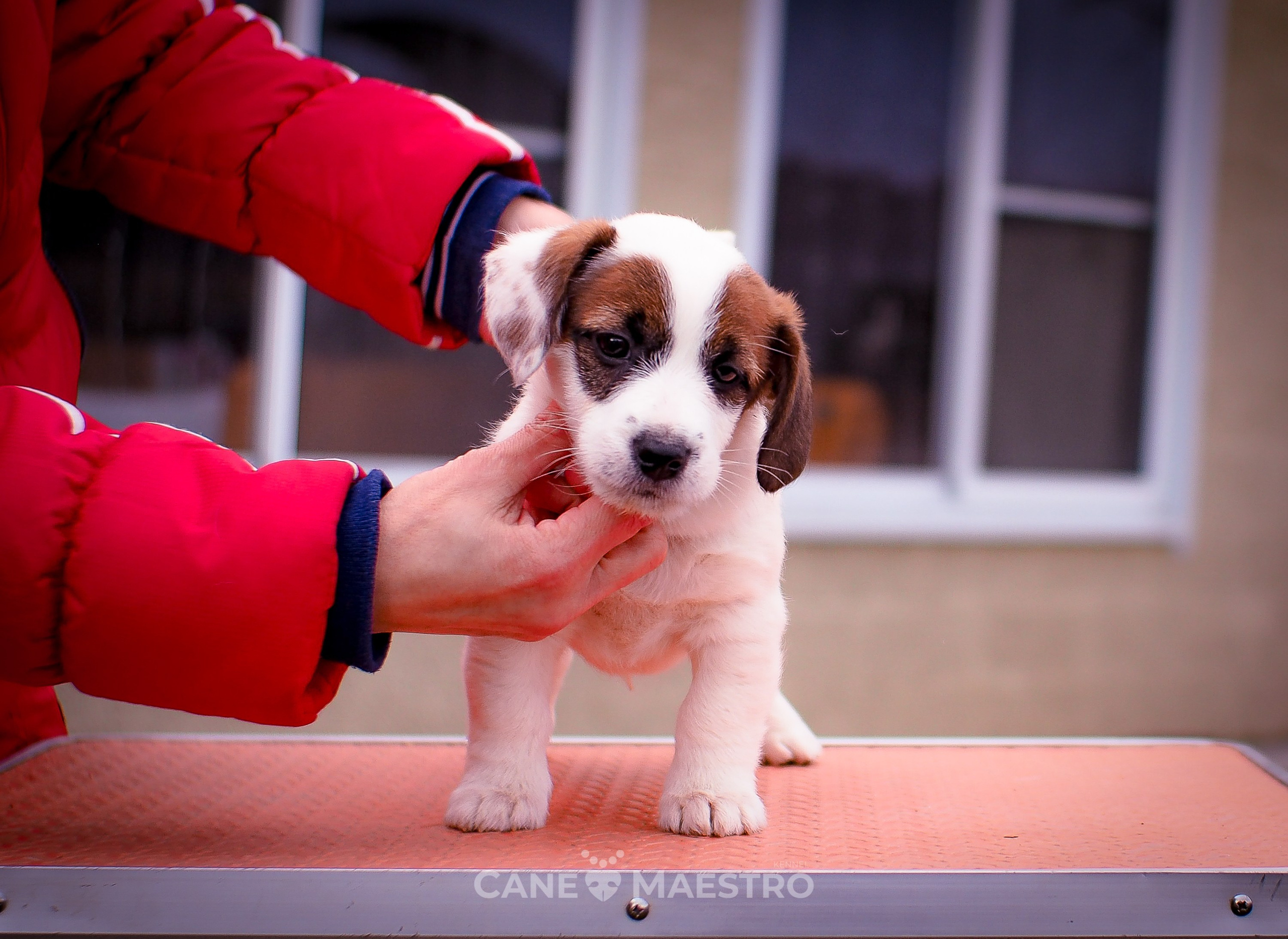 1КОБЛ_МОНОКЛЬ_Ц_ЛИТТЕР. CANE MAESTRO — kennel Jack Russell Terrier