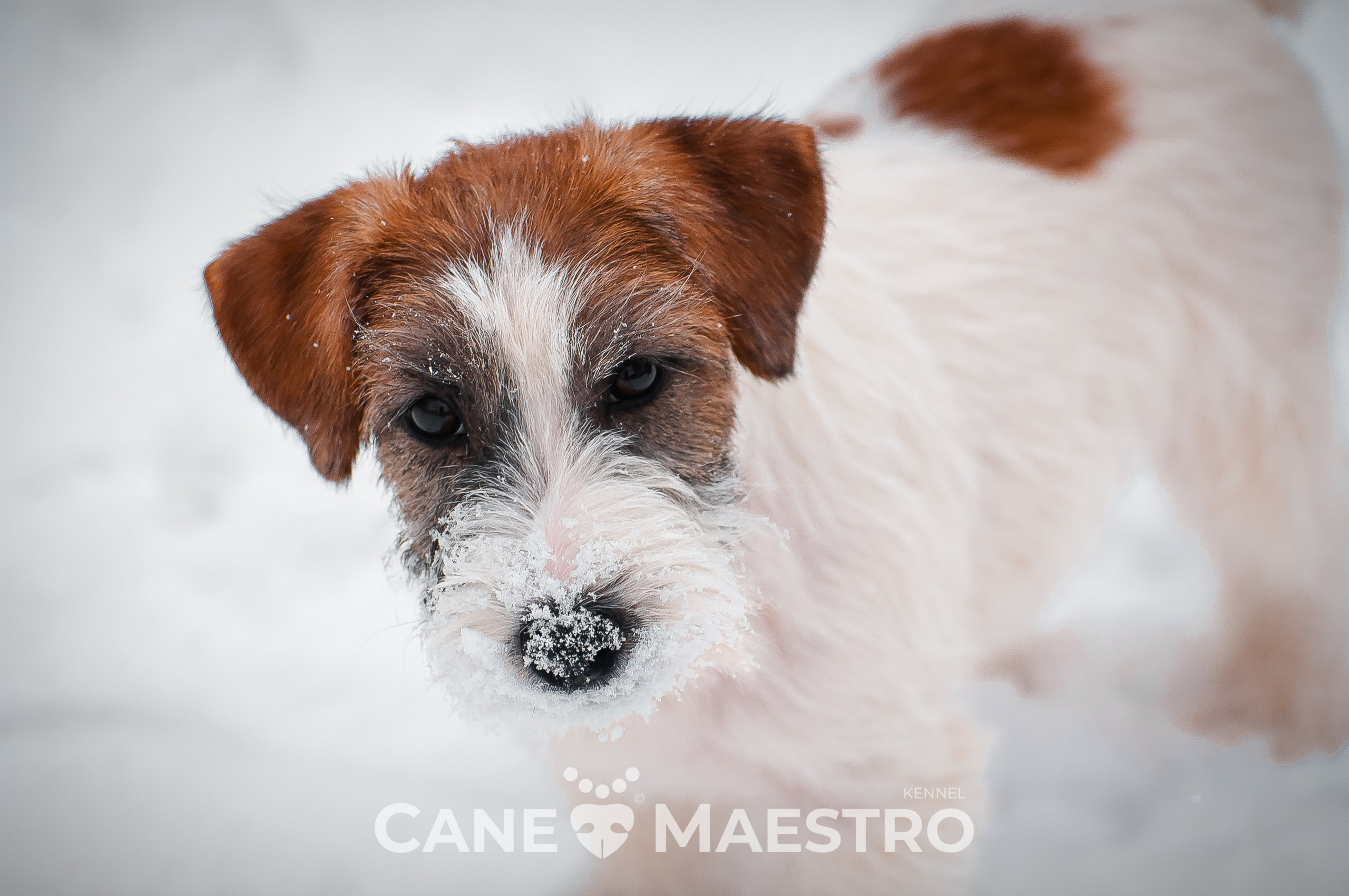 Щенок кобель ДРТ. КАНЕ МАЭСТРО — питомник Джек рассел терьеров