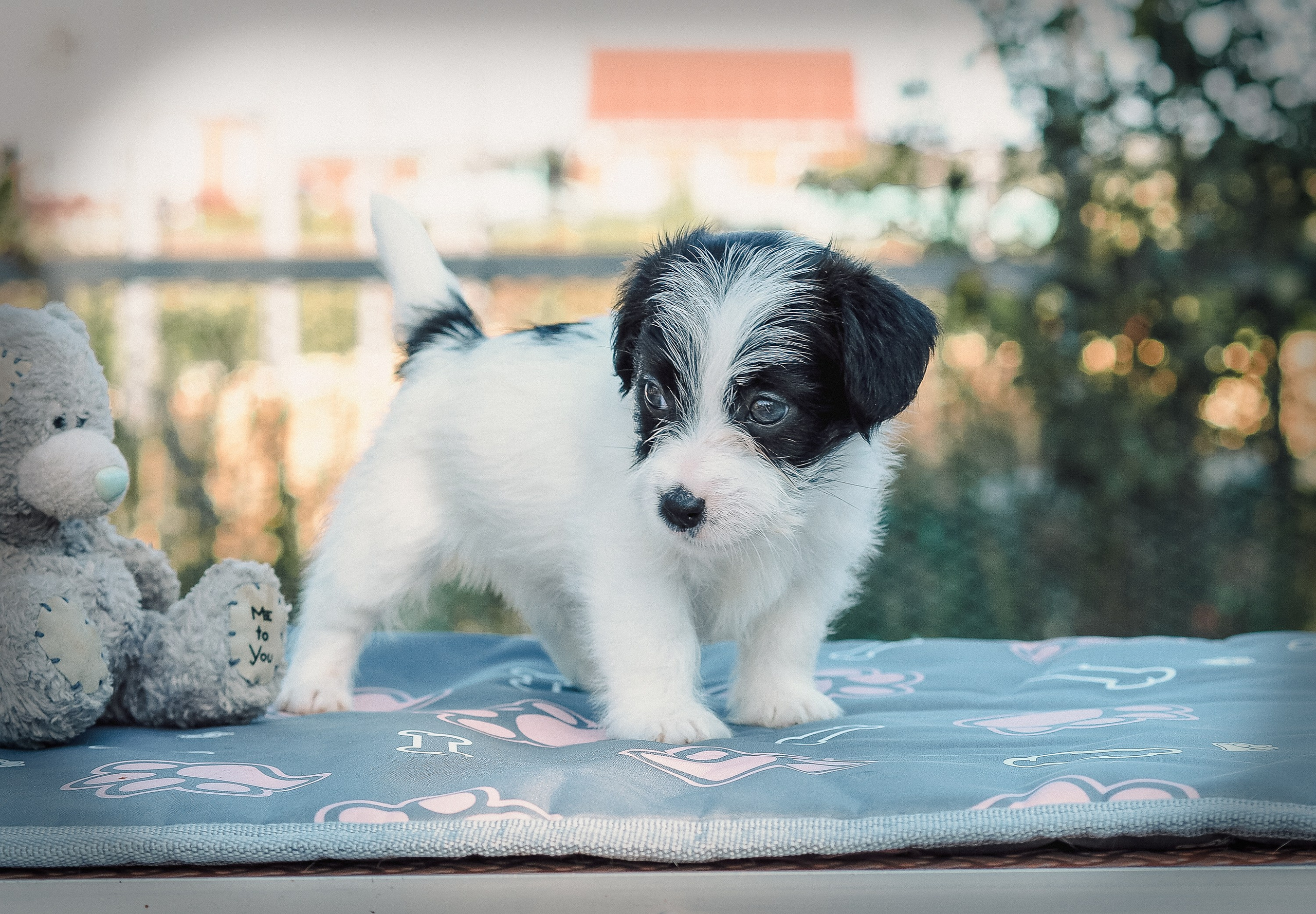 X_КОБЛ_4_БЕЛ_ЧЕРН. CANE MAESTRO — kennel Jack Russell Terrier