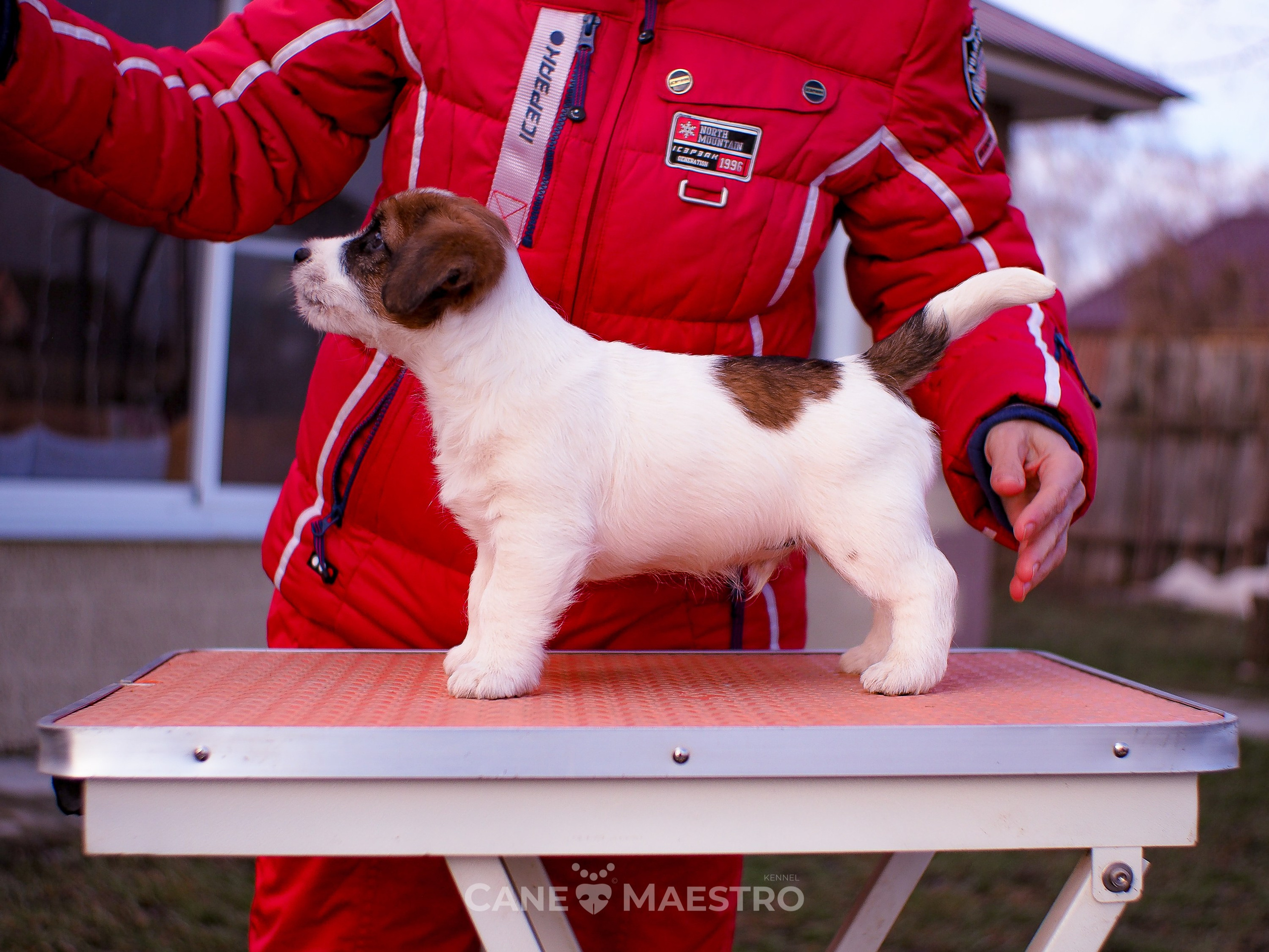 Мальчик 2. Кобель бело-рыжий. Джек рассел терьер щенок. КАНЕ МАЭСТРО — питомник Джек рассел терьеров