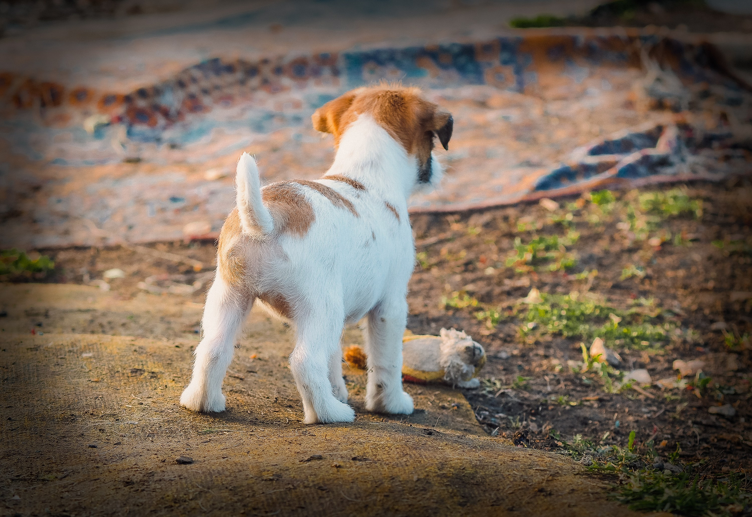 X_female_2_b-t. CANE MAESTRO — kennel Jack Russell Terrier