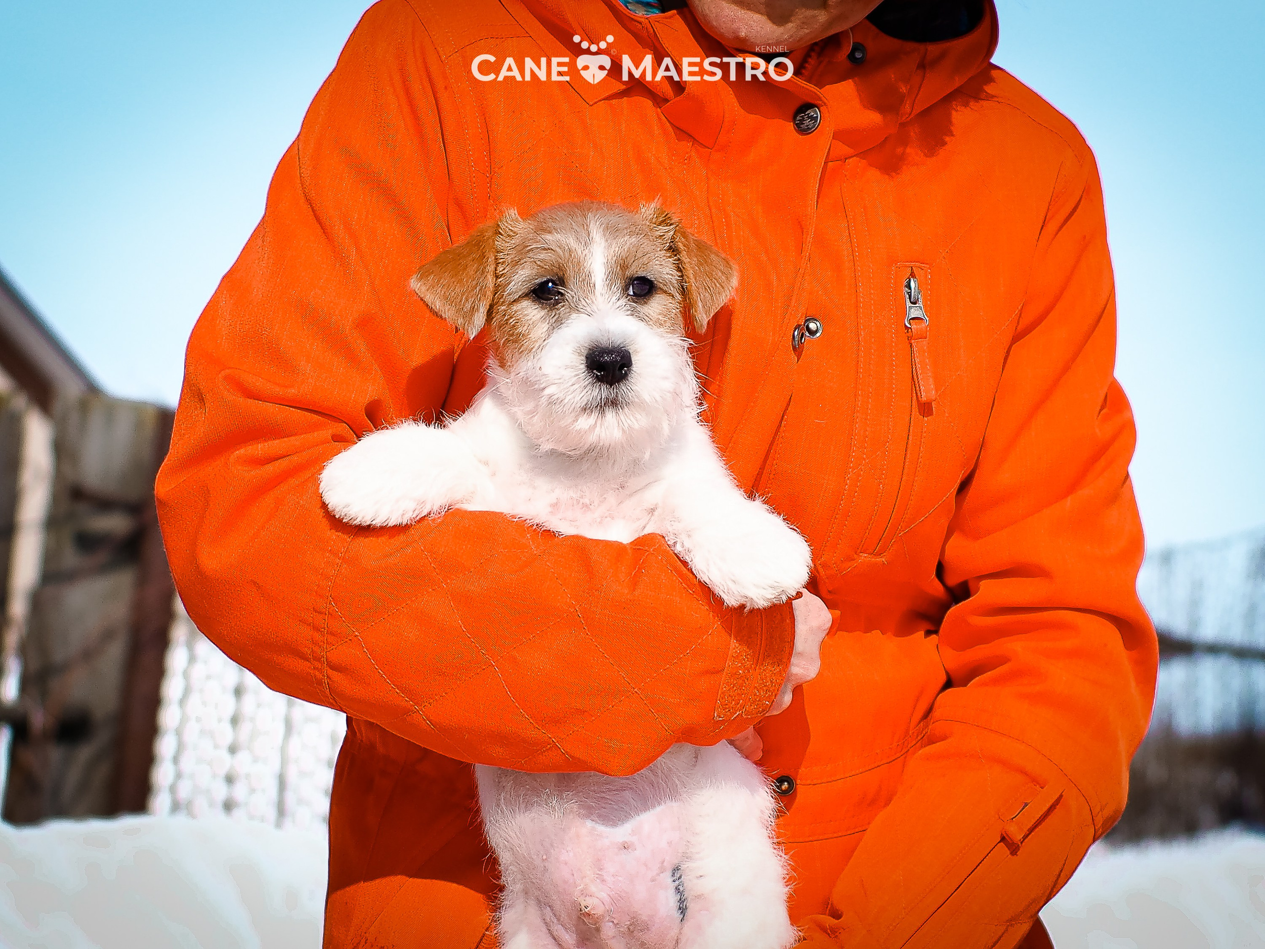 КОБ_2_Б_21_01_25. CANE MAESTRO — kennel Jack Russell Terrier