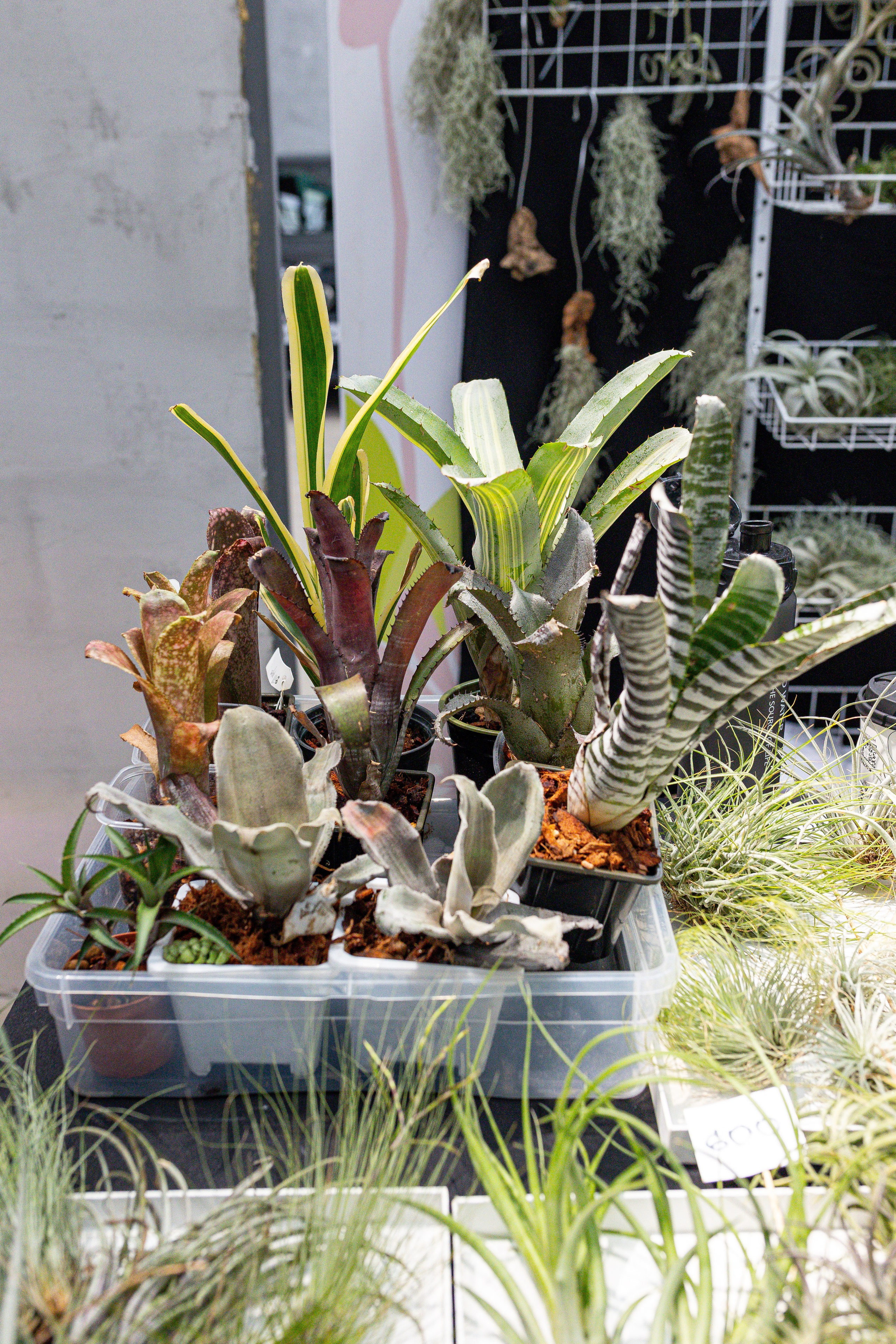 Green rare июнь 2025. Александра Куликова фотограф, Москва