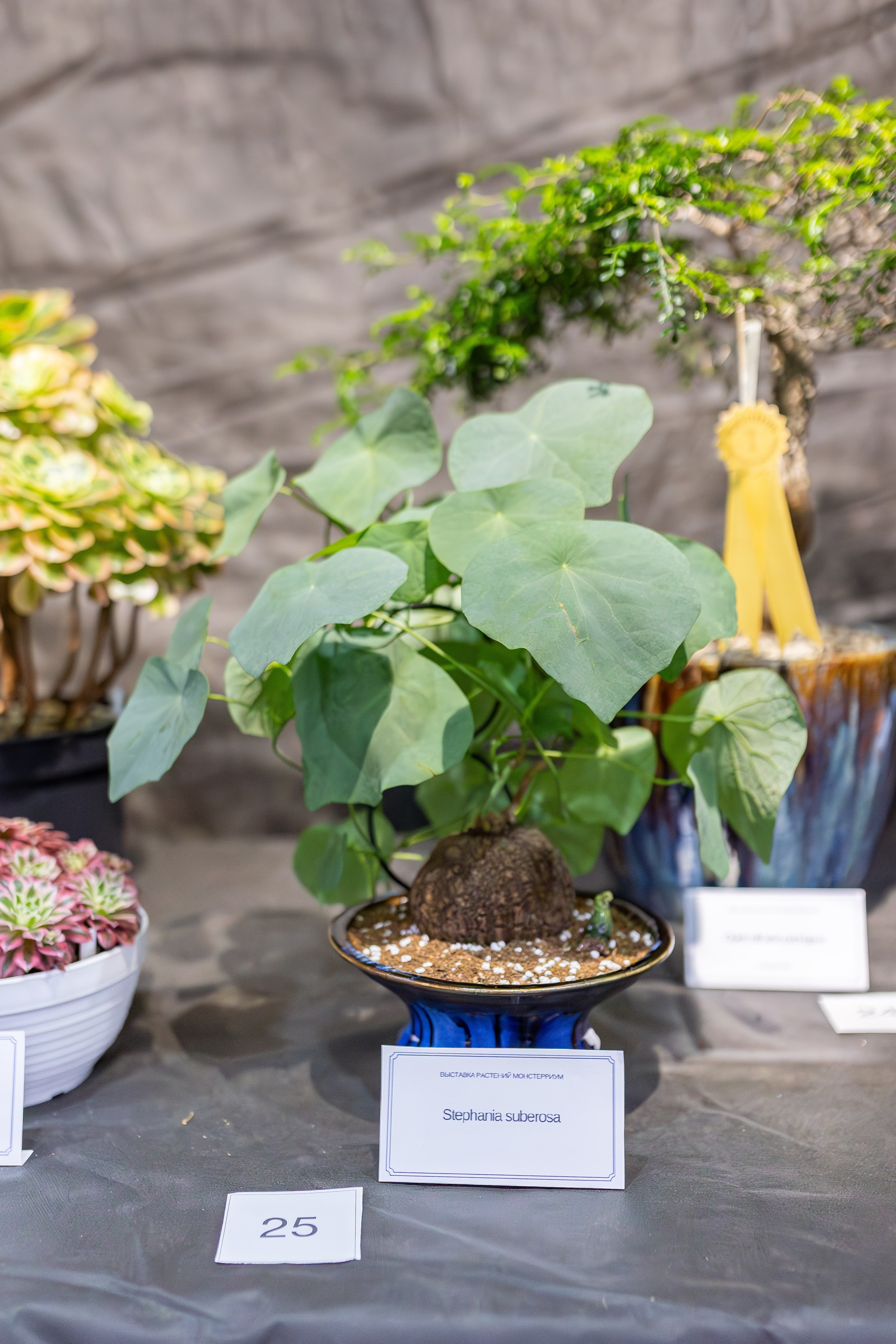 Монстериум апрель 2026. Александра Куликова фотограф, Москва
