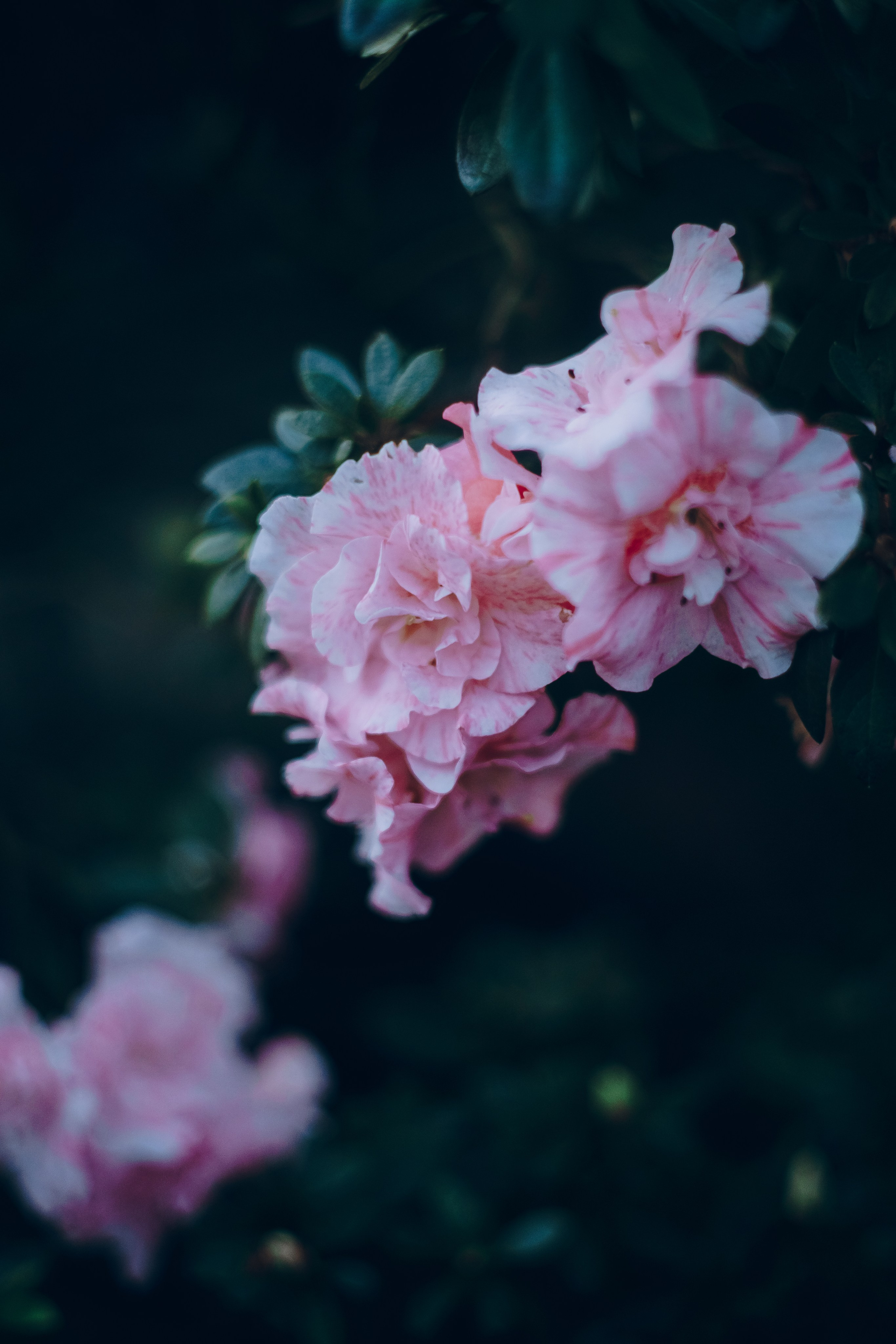 Botanical. Портретный и свадебный фотограф в Москве и Санкт-Петербурге. Учитель фотографии онлайн и оффлайн