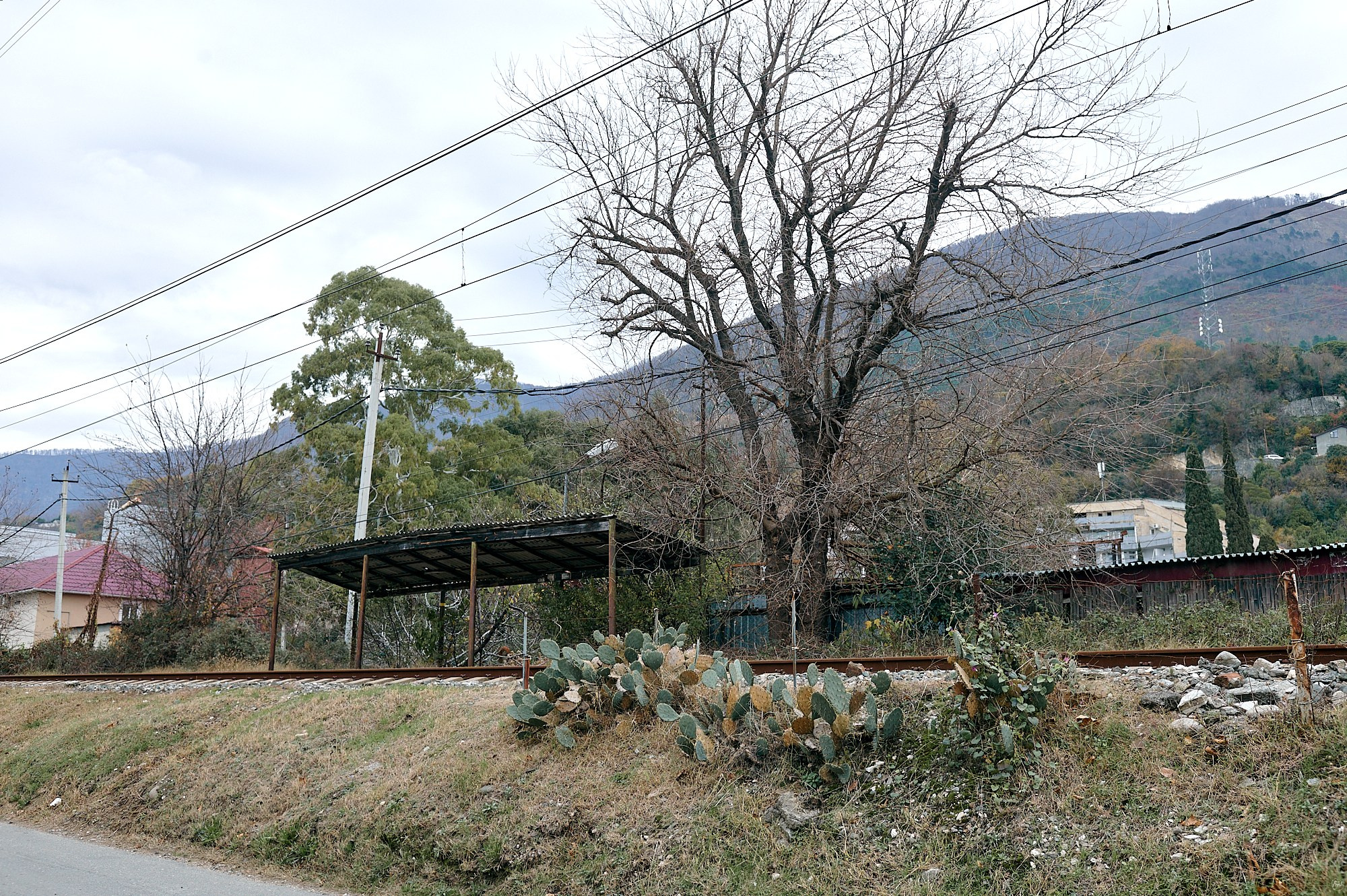 Гагра, Абхазия. Декабрь 2024. Фотографии отовсюду и обо всем