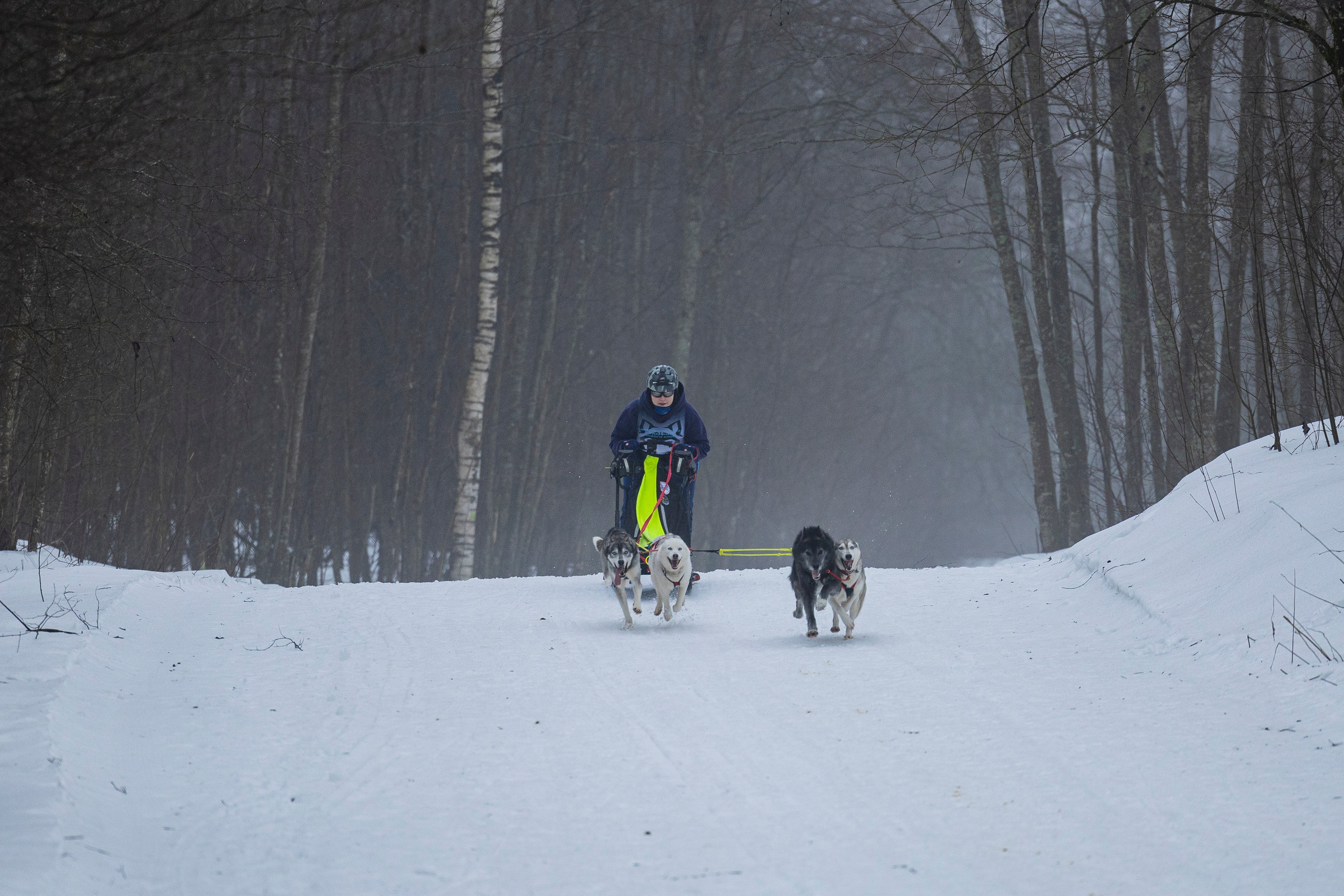 Зимний Чемпионат Санкт-Петербурга по ездовому спорту. Фотограф-анималист Анна Маринич