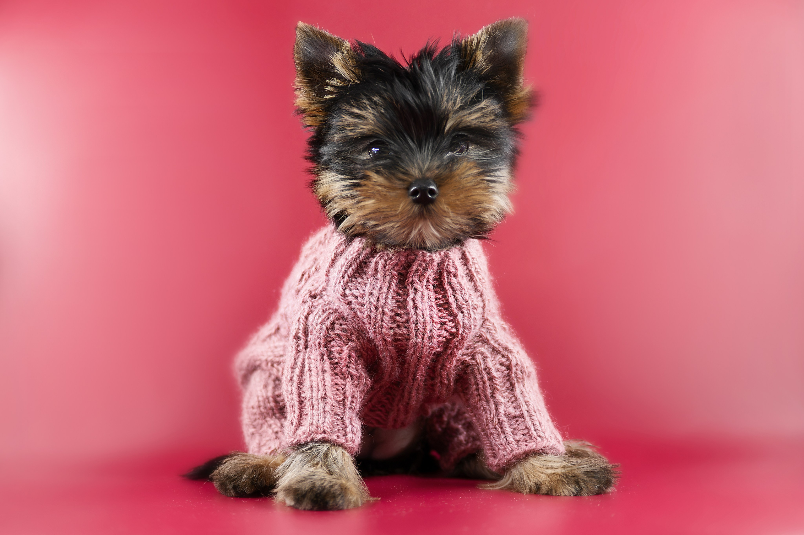 Щенки/котята. Фотограф-анималист Нижний Новгород