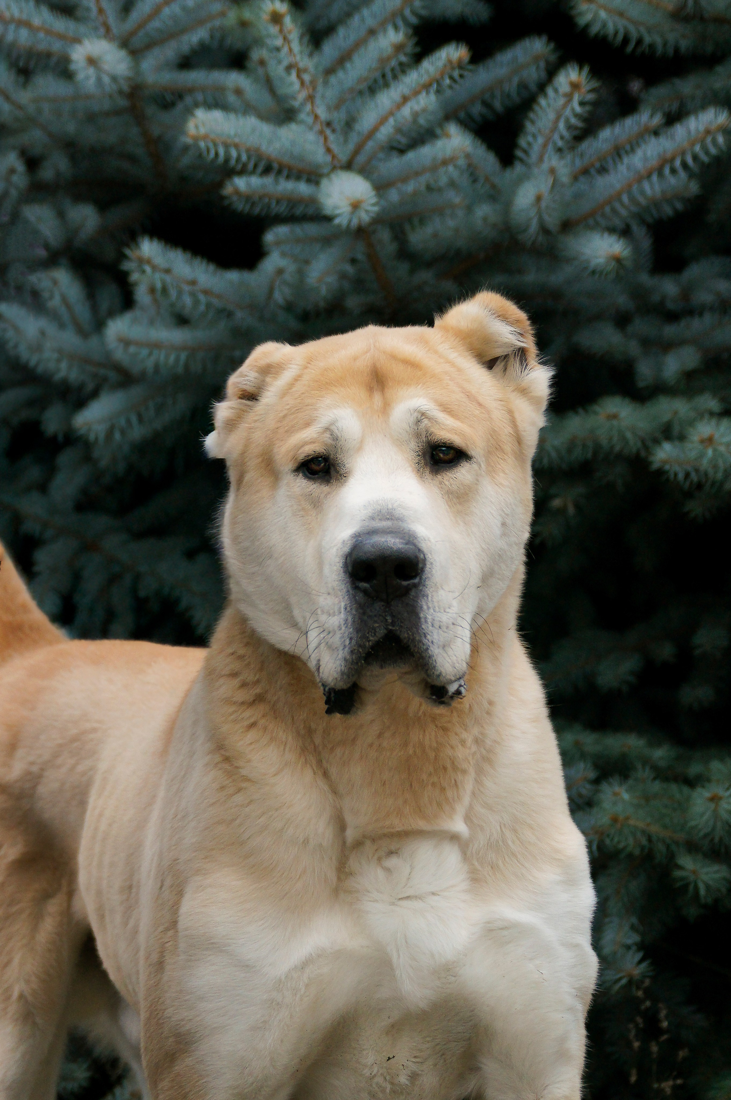 Собаки. Фотограф-анималист Нижний Новгород
