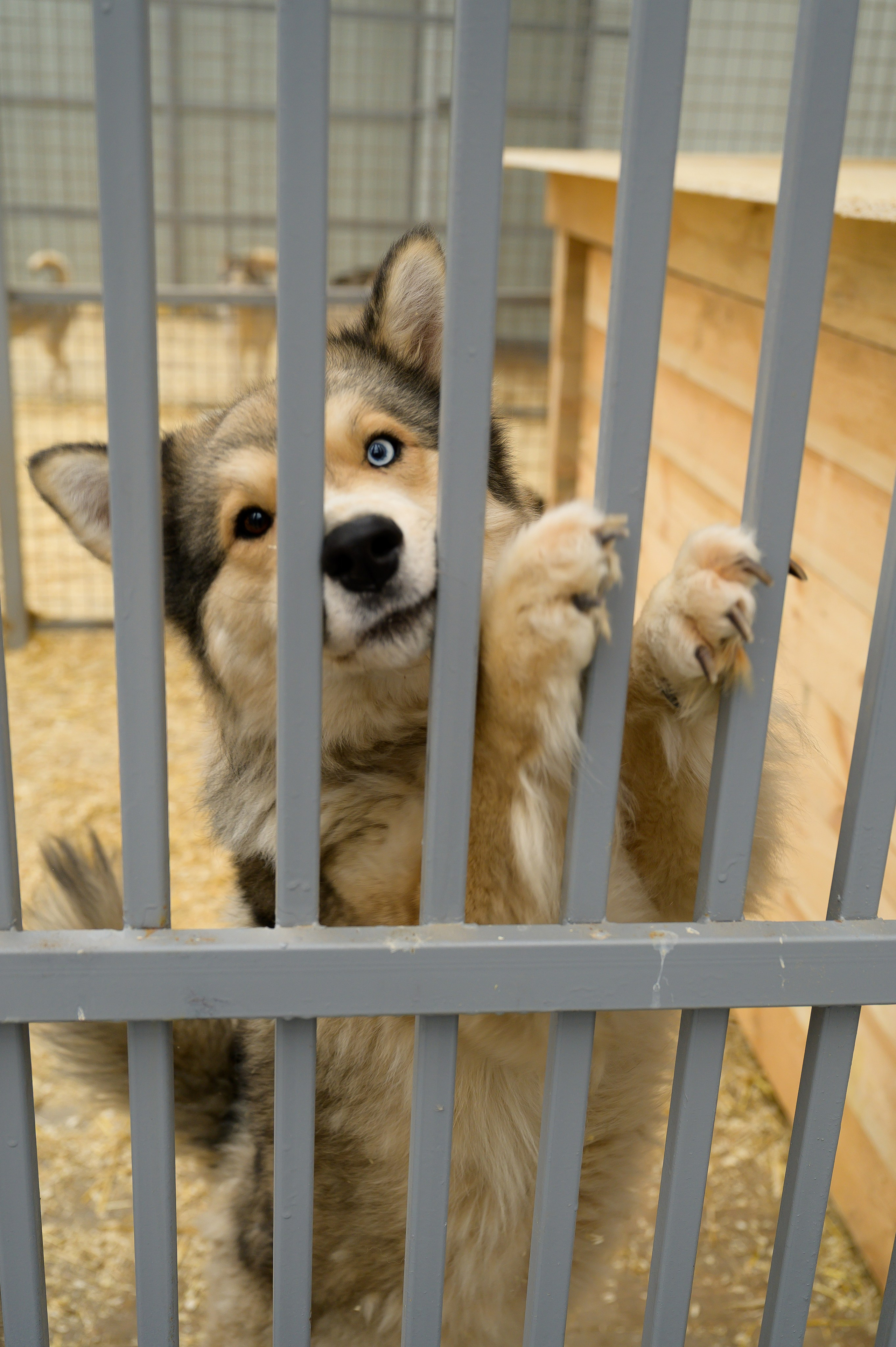 Открытие приюта для собак породы Хаски «Хаски дом»