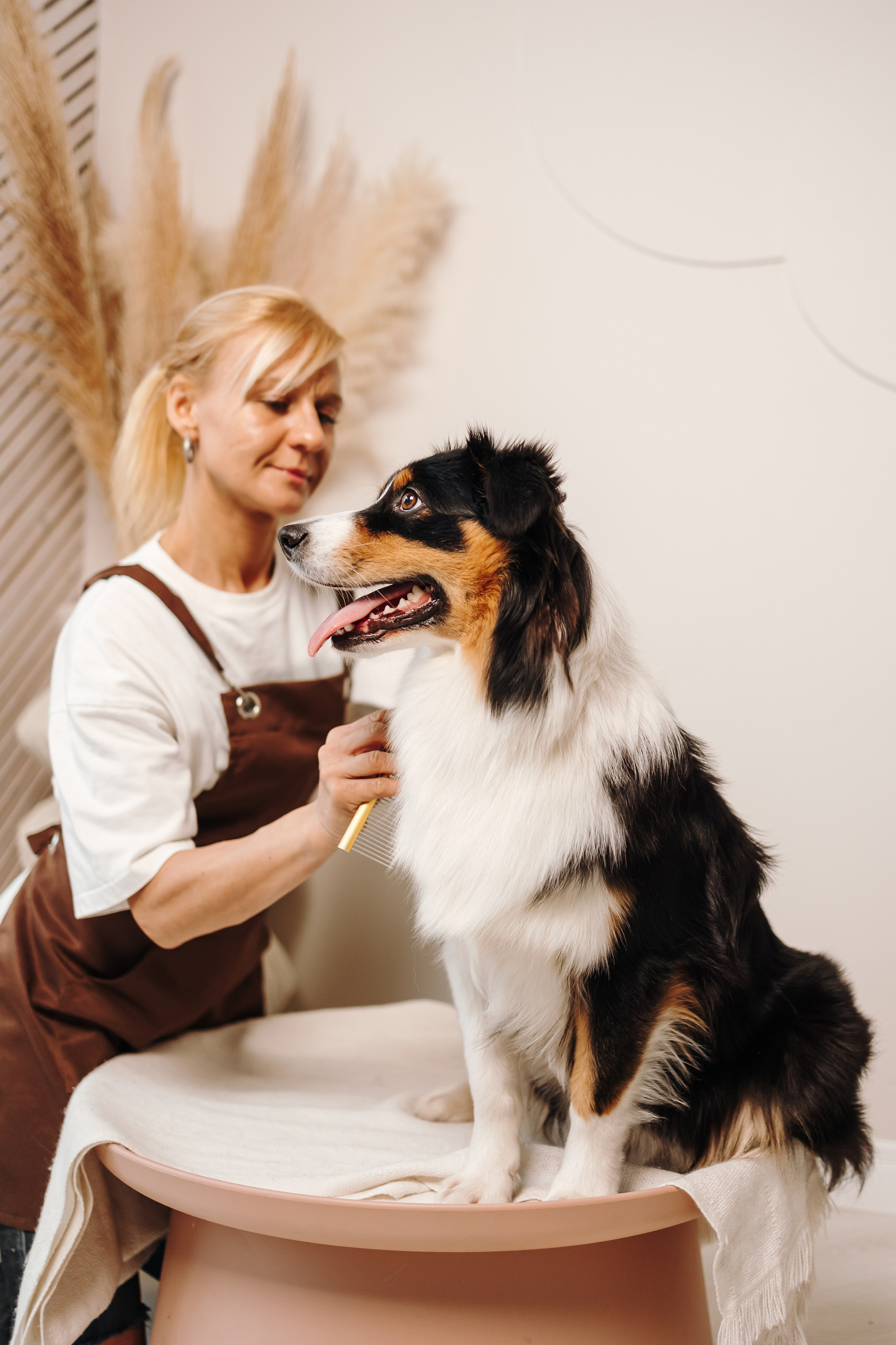 Груминг. Фотограф-анималист в Санкт-Петербурге Алина Яхонт
