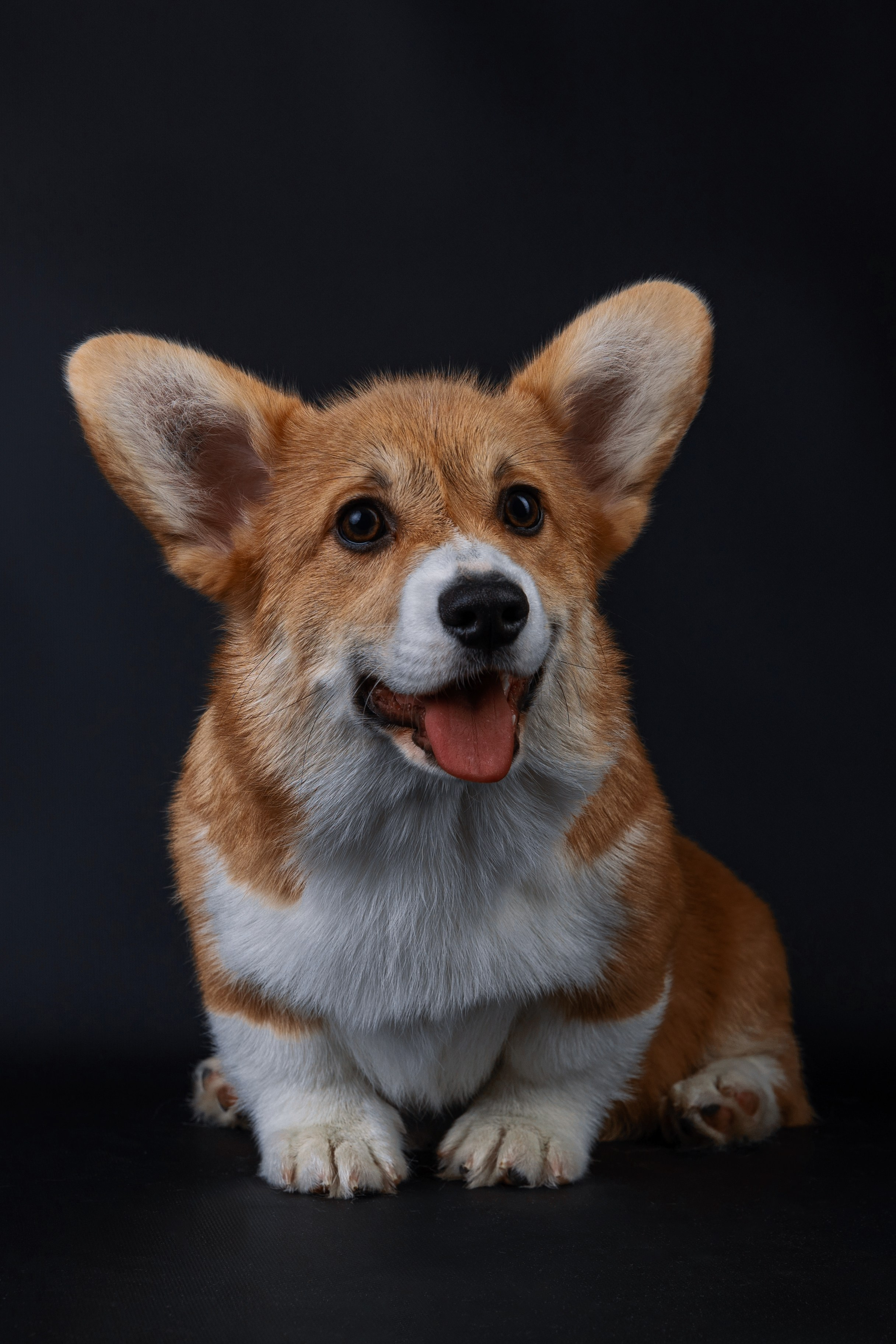 Фотографии собак и щенят. Фотограф Ирина Бобрешова. Коряжма