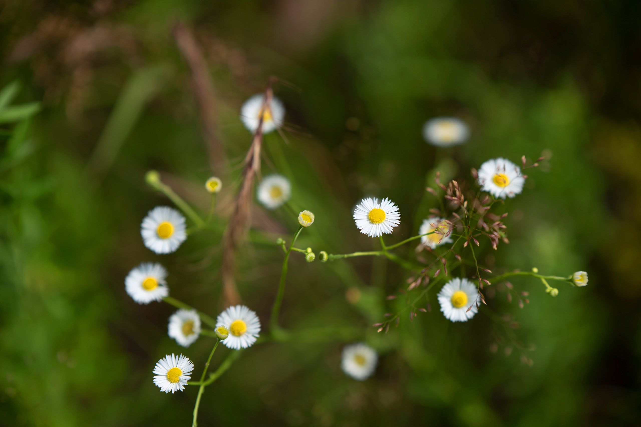 Природа. Команда фотографов Кристины Ивановой