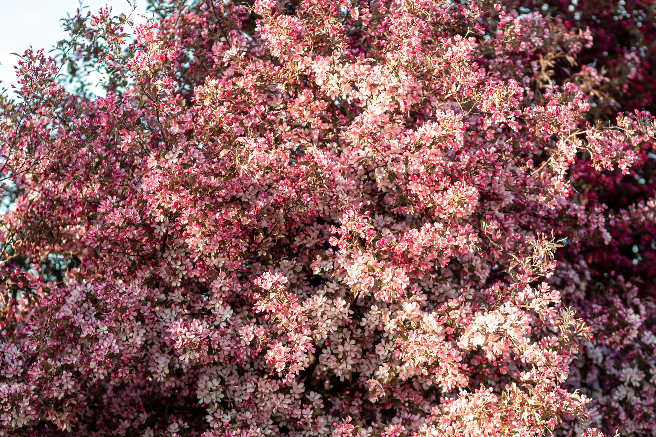 Лето в цветении. Семейный фотограф в Минске Приболовец Светлана