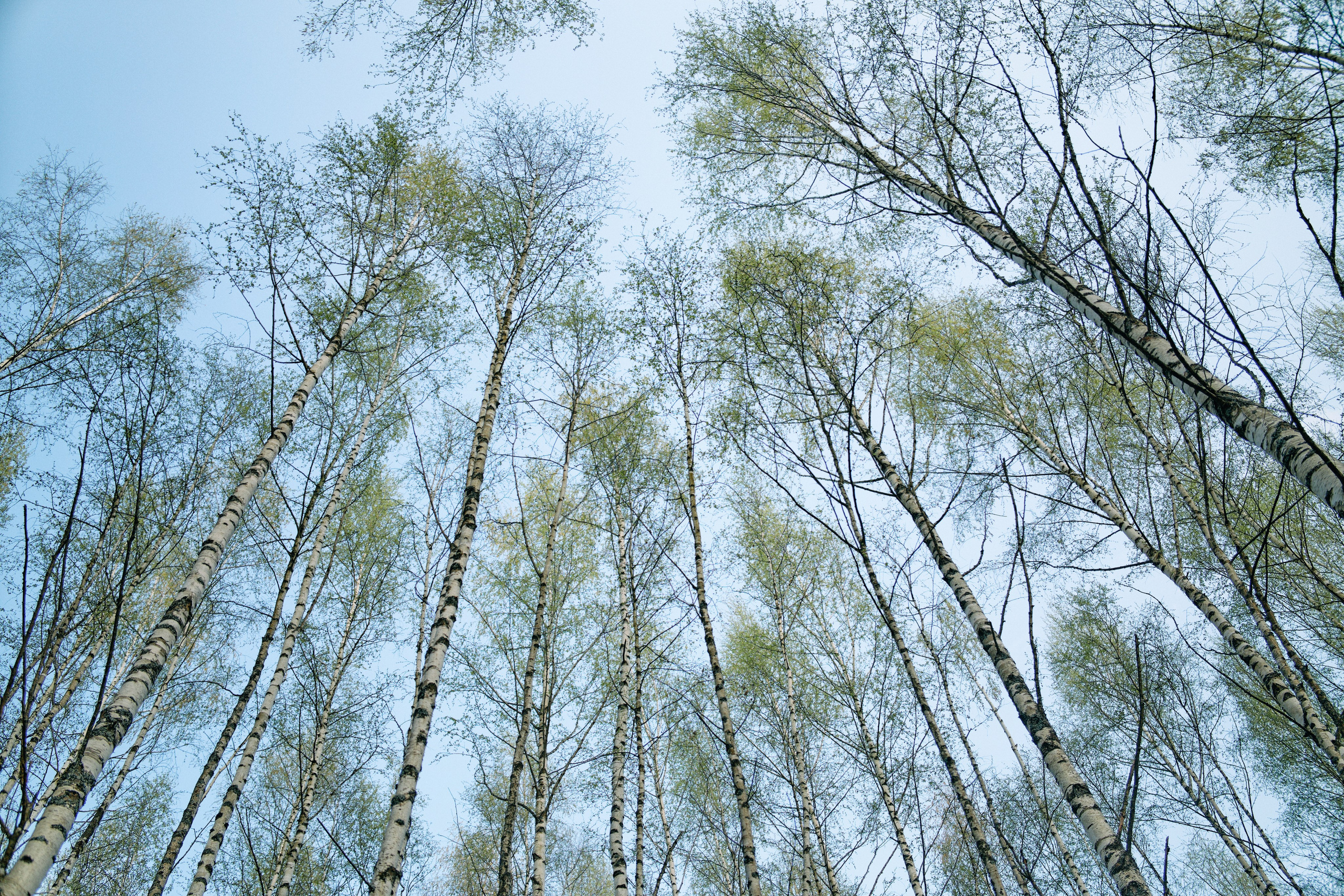 Бутик-отель Поле летом. Профессиональный Фотограф во Владимире, в Москве и в Суздале — Полина Романычева
