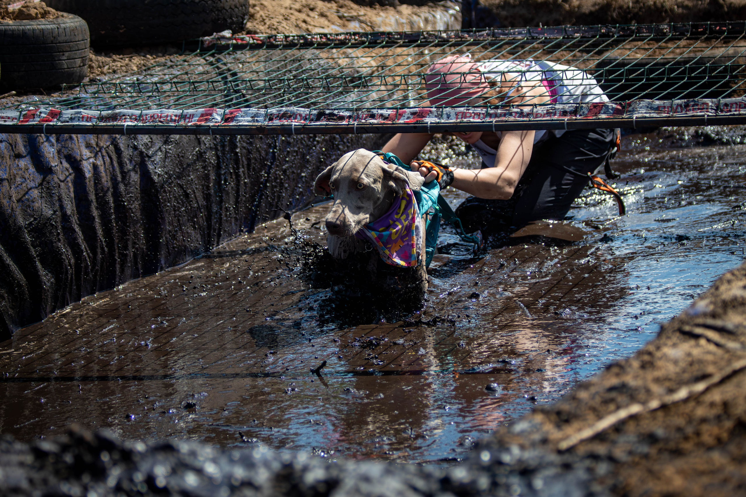 Хвостатый Драйв 2024. Фотограф анималист — Тула, Москва