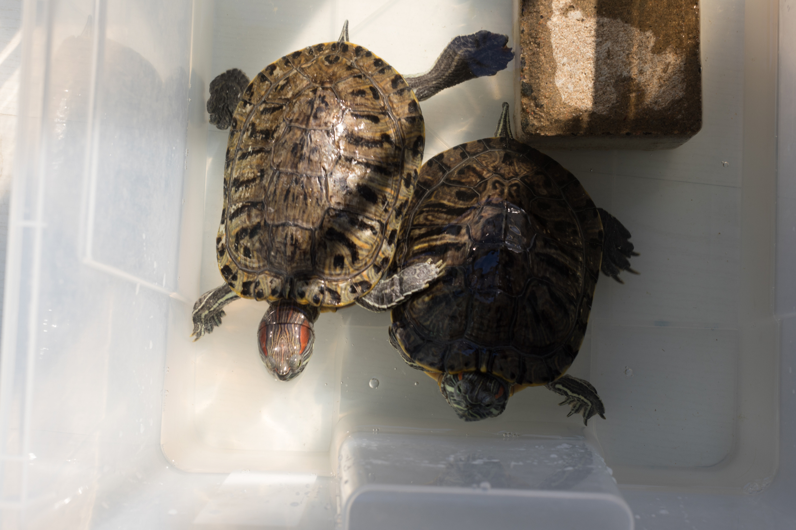 Alexandra. Надежда Крылова портретный фотограф документальный Санкт-Петербург