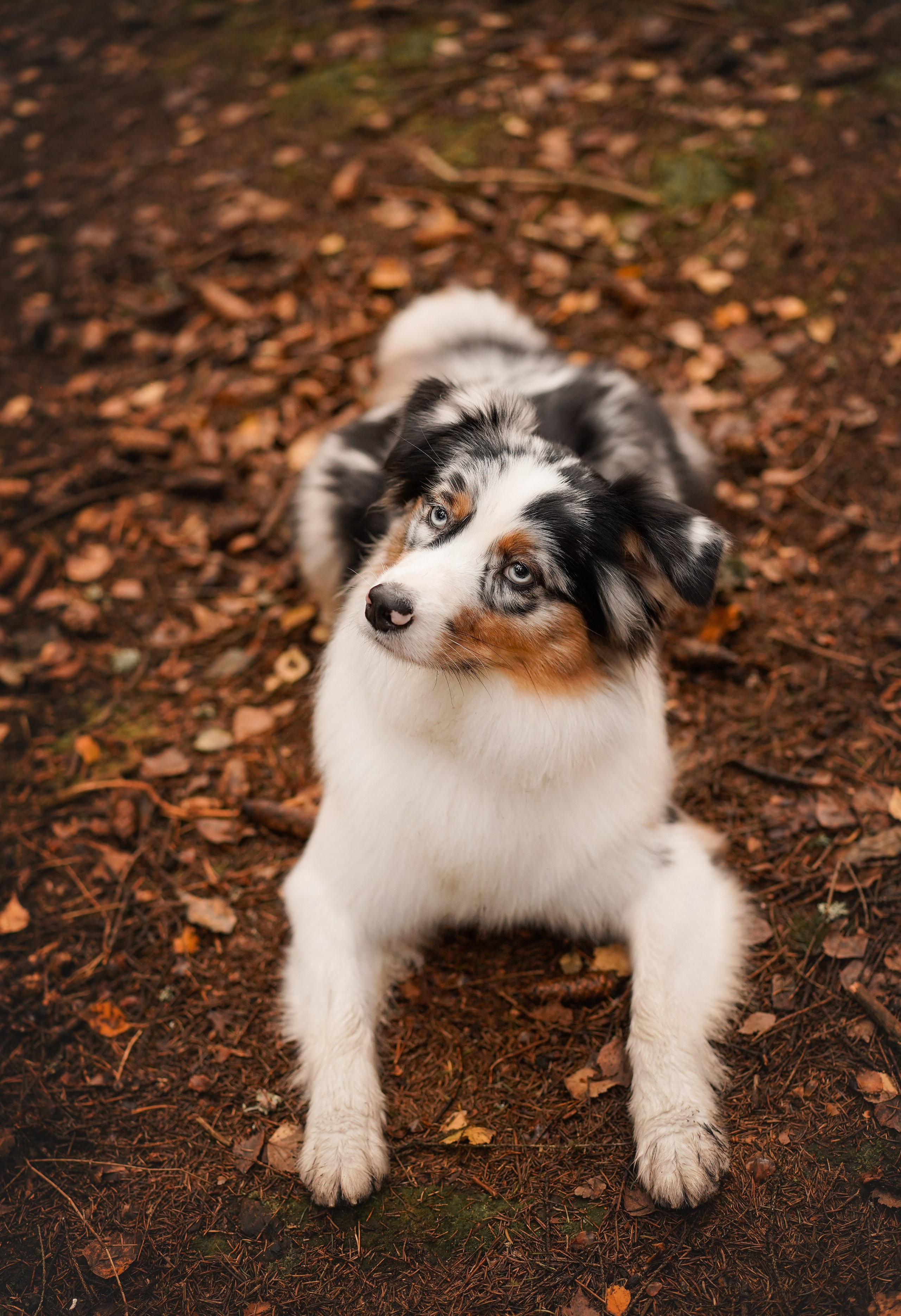 Соня Гавриил и Юкки. Фотограф-анималист в Санкт-Петербурге Яна Мартынова