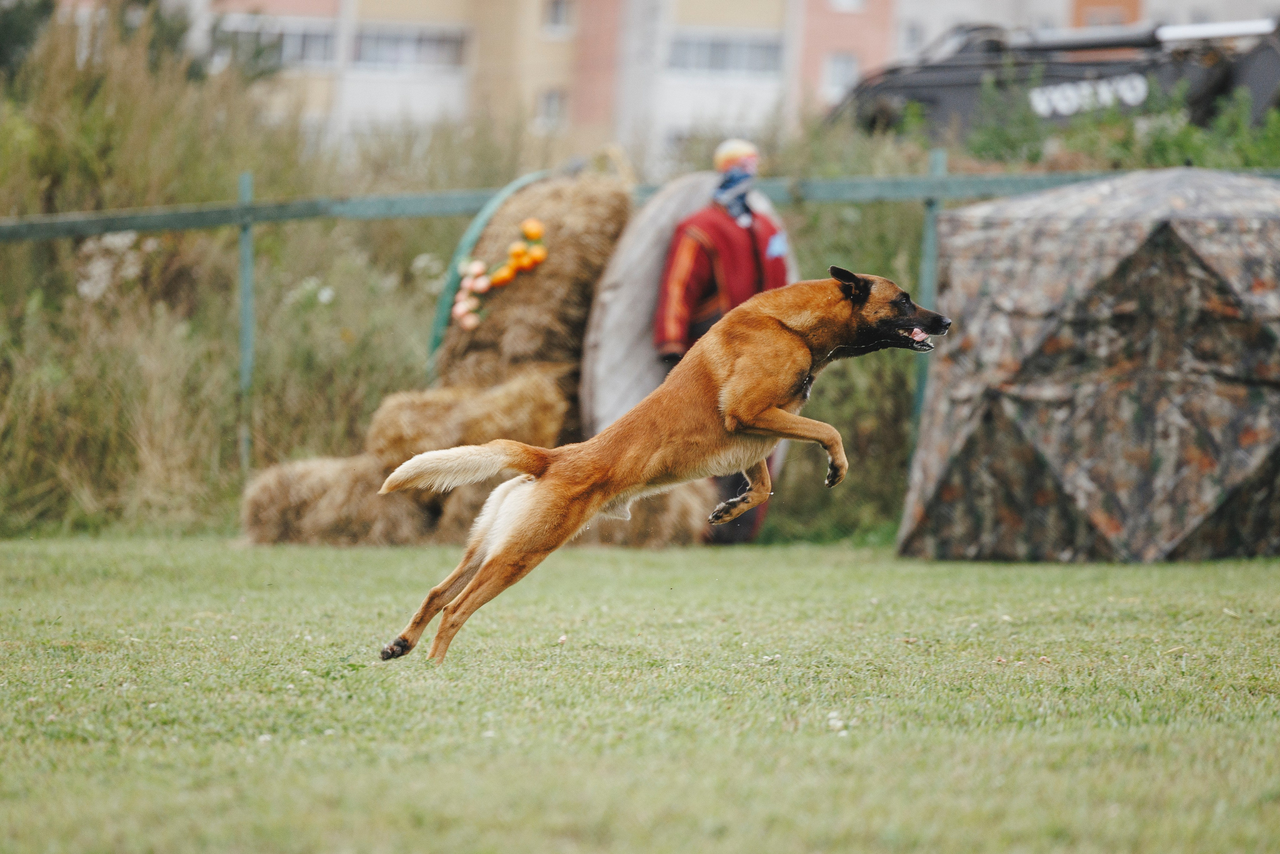 08.08.25-10.08.25 ЧР по мондьорингу г. Вологда. Фотограф-анималист Анна Маринич