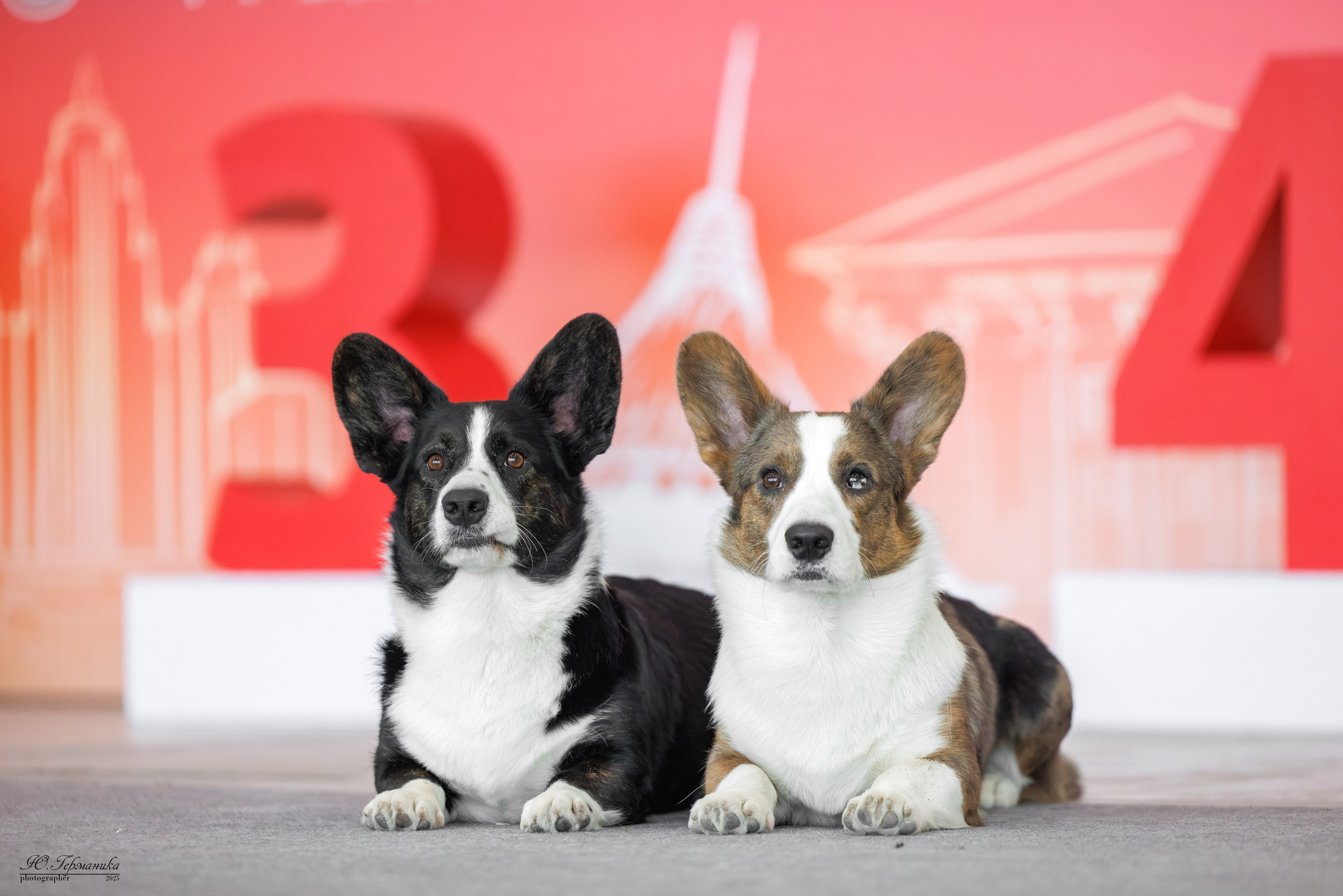 Астана 2хCACIB 3-4.05.2025. Фотограф-анималист Юлия Германика