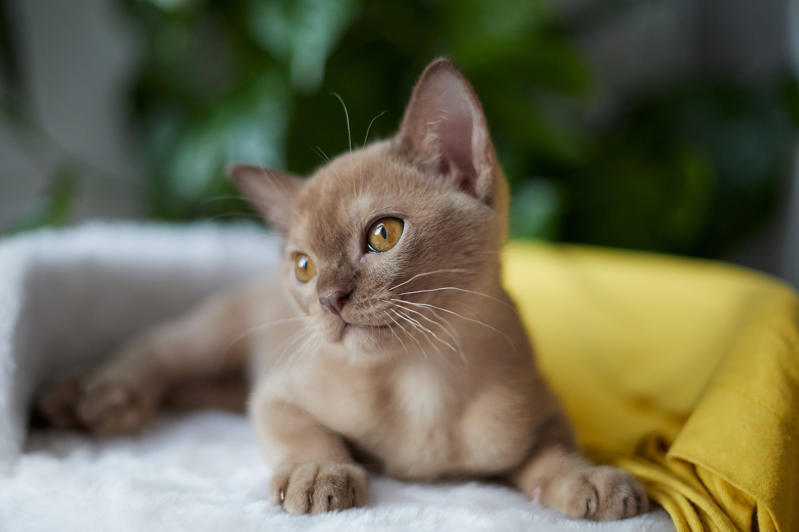 Jordan-Teo (Саратов). Питомник «Bouncy Life»