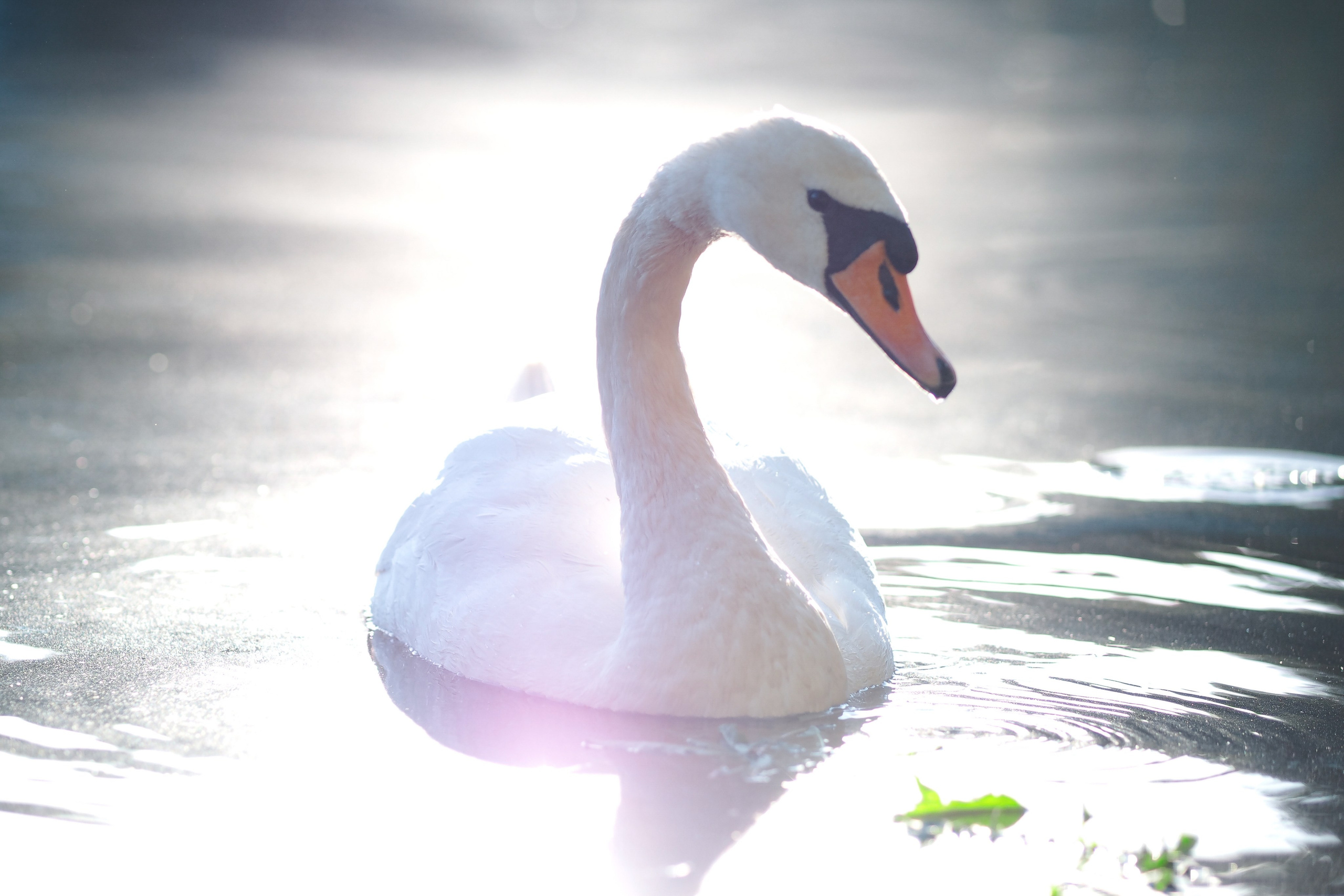 Крестовский остров. Свадебный фотограф Копков Геннадий