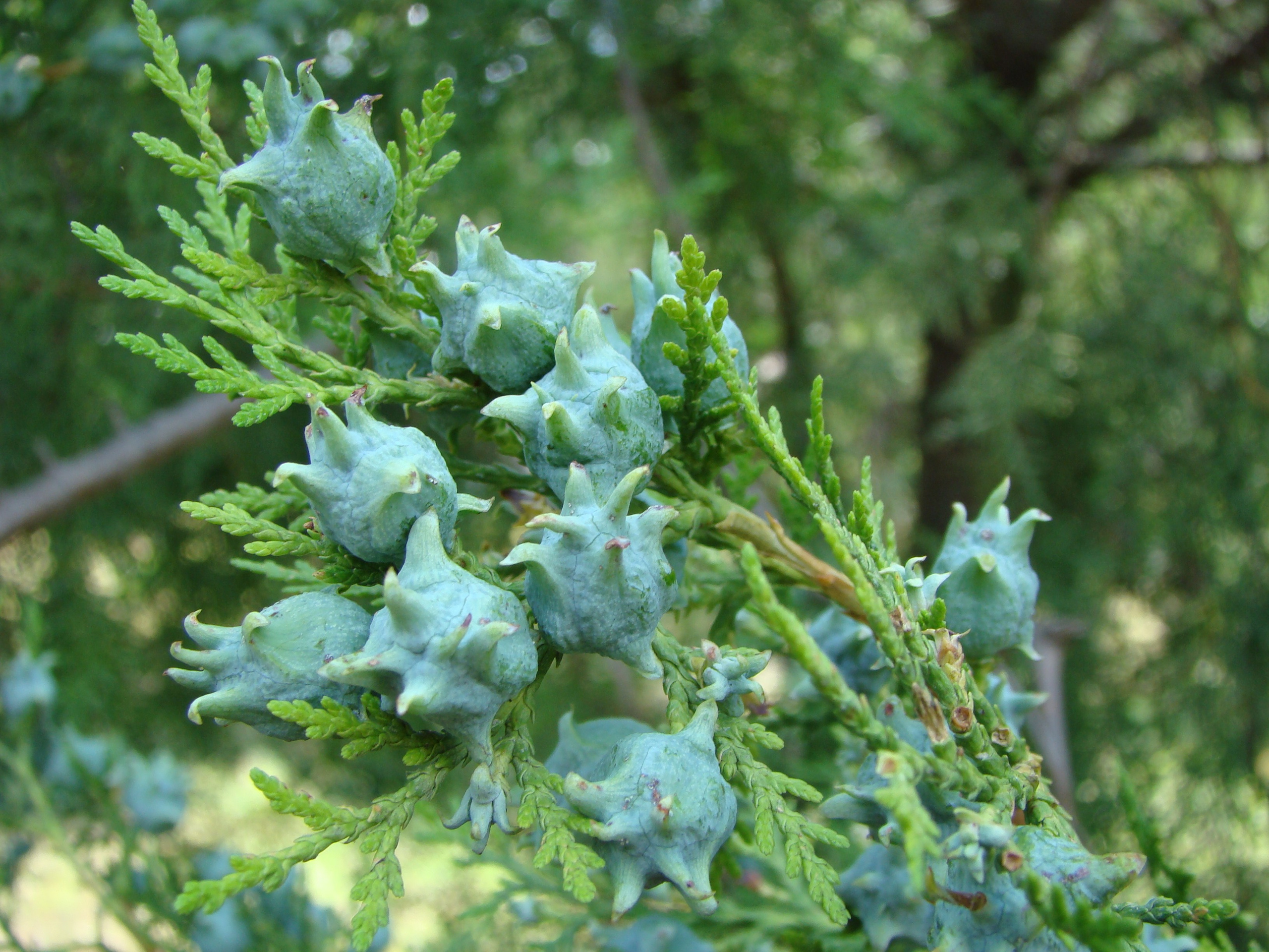 Кабардинка (фото Зевиных) 25.06-24.07.2008. Семейный, Свадебный фотограф СПБ Питер— Романова Екатерина