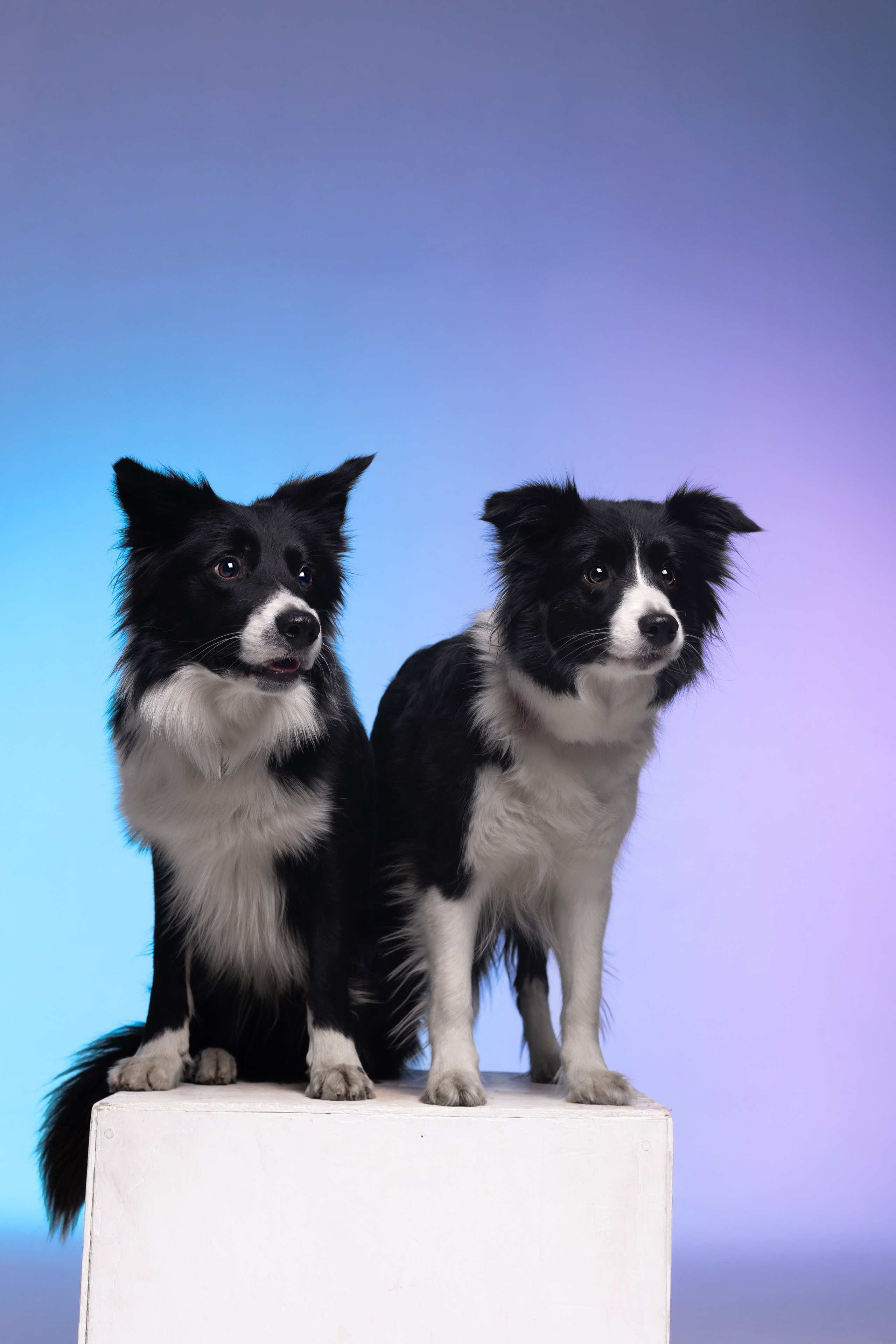 Неон. Фотограф анималист Кристина Карпова, Москва