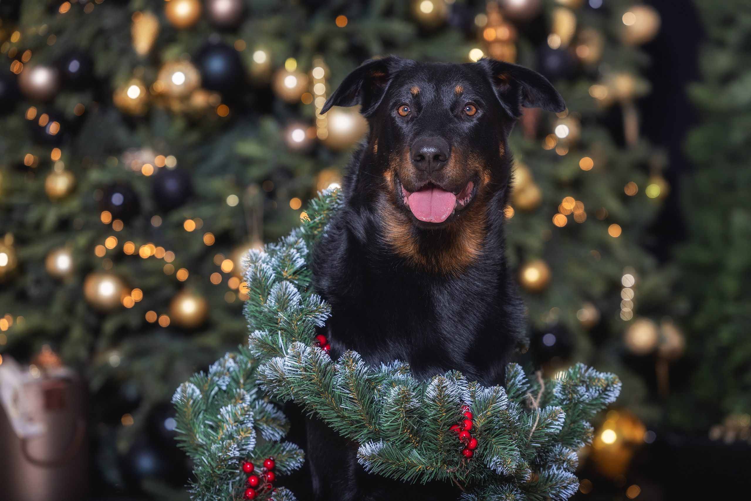 Фотограф Алена Звездина