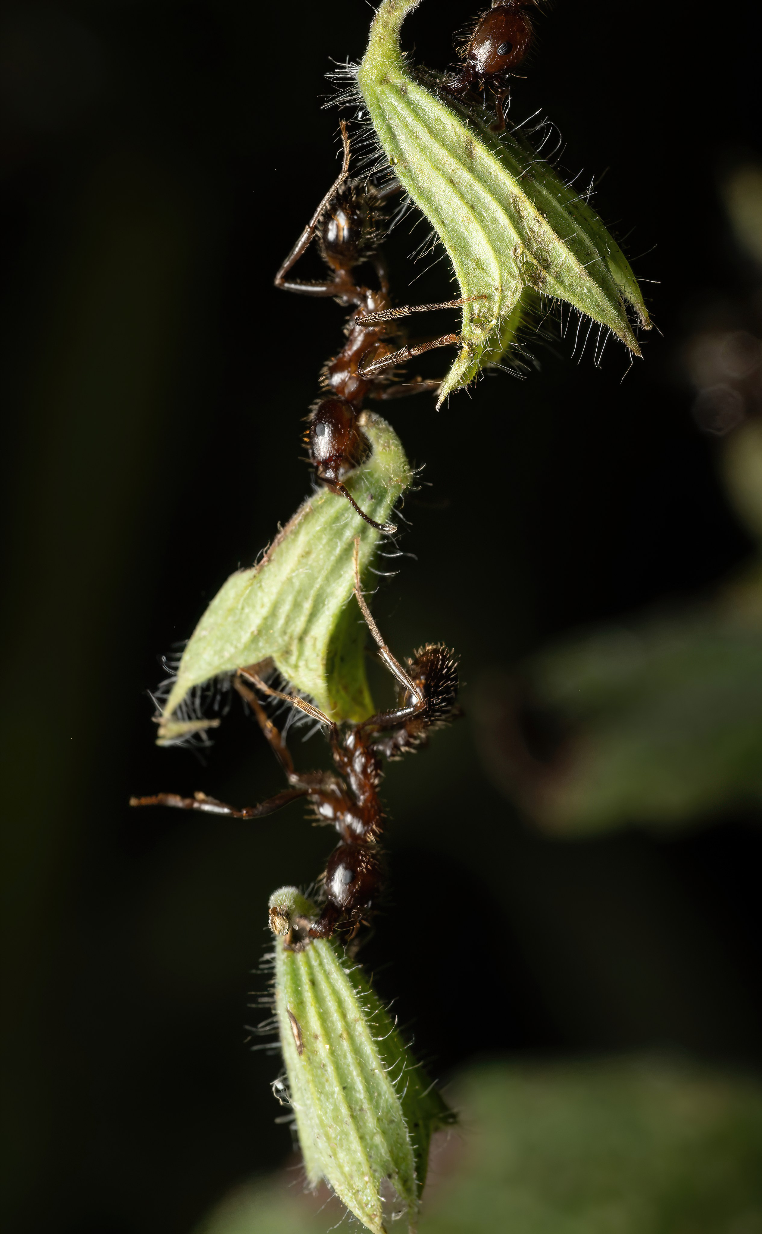 Муравьи. Oles Paritskiy