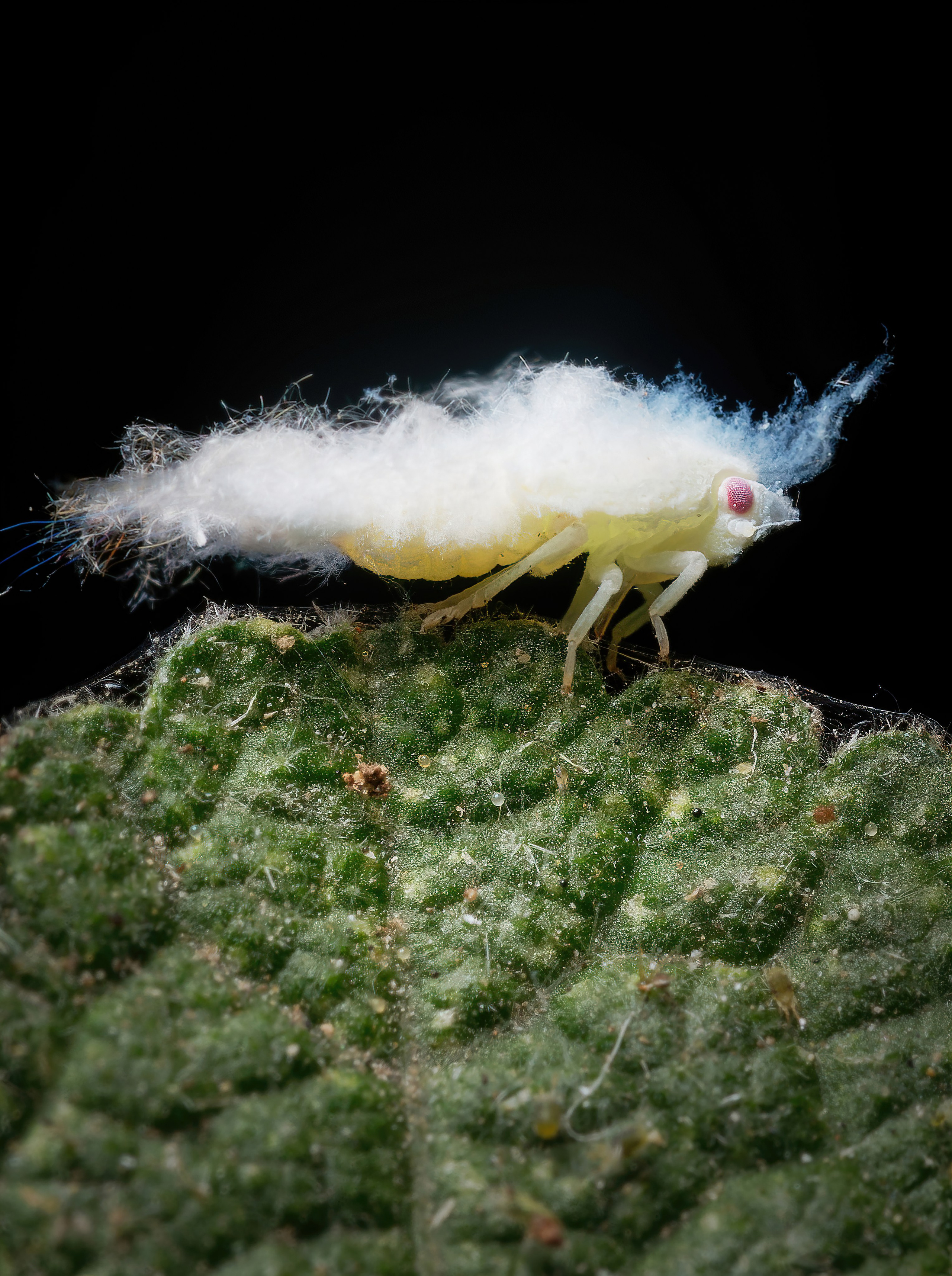 Остальные. Oles Paritskiy