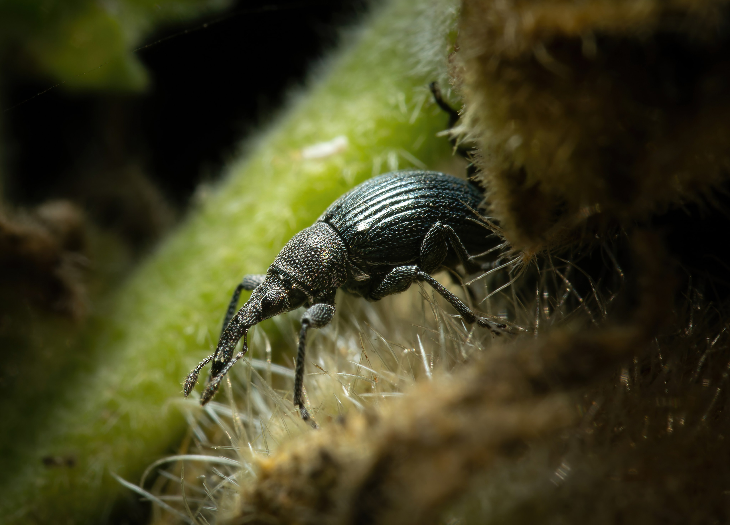 Остальные. Oles Paritskiy