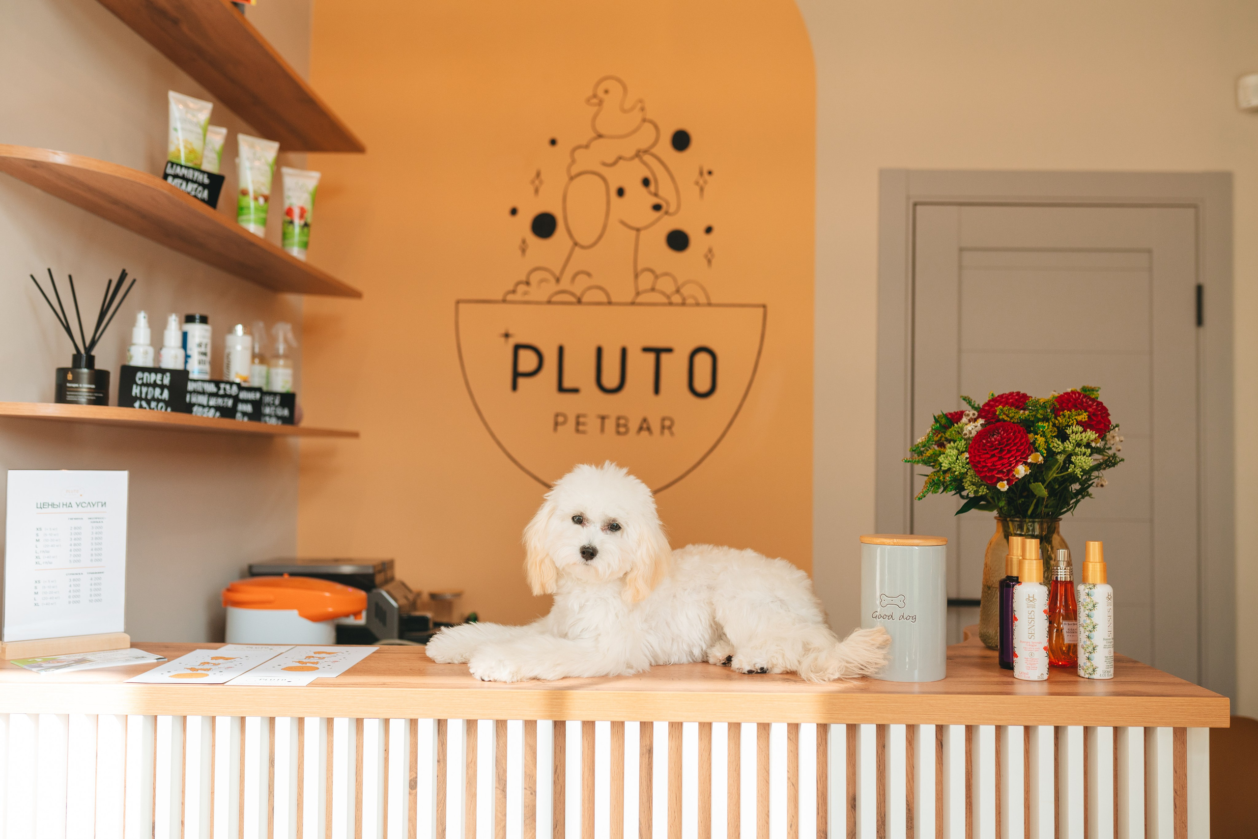 Груминг — салон. Фотограф анималист Осипчикова Мария