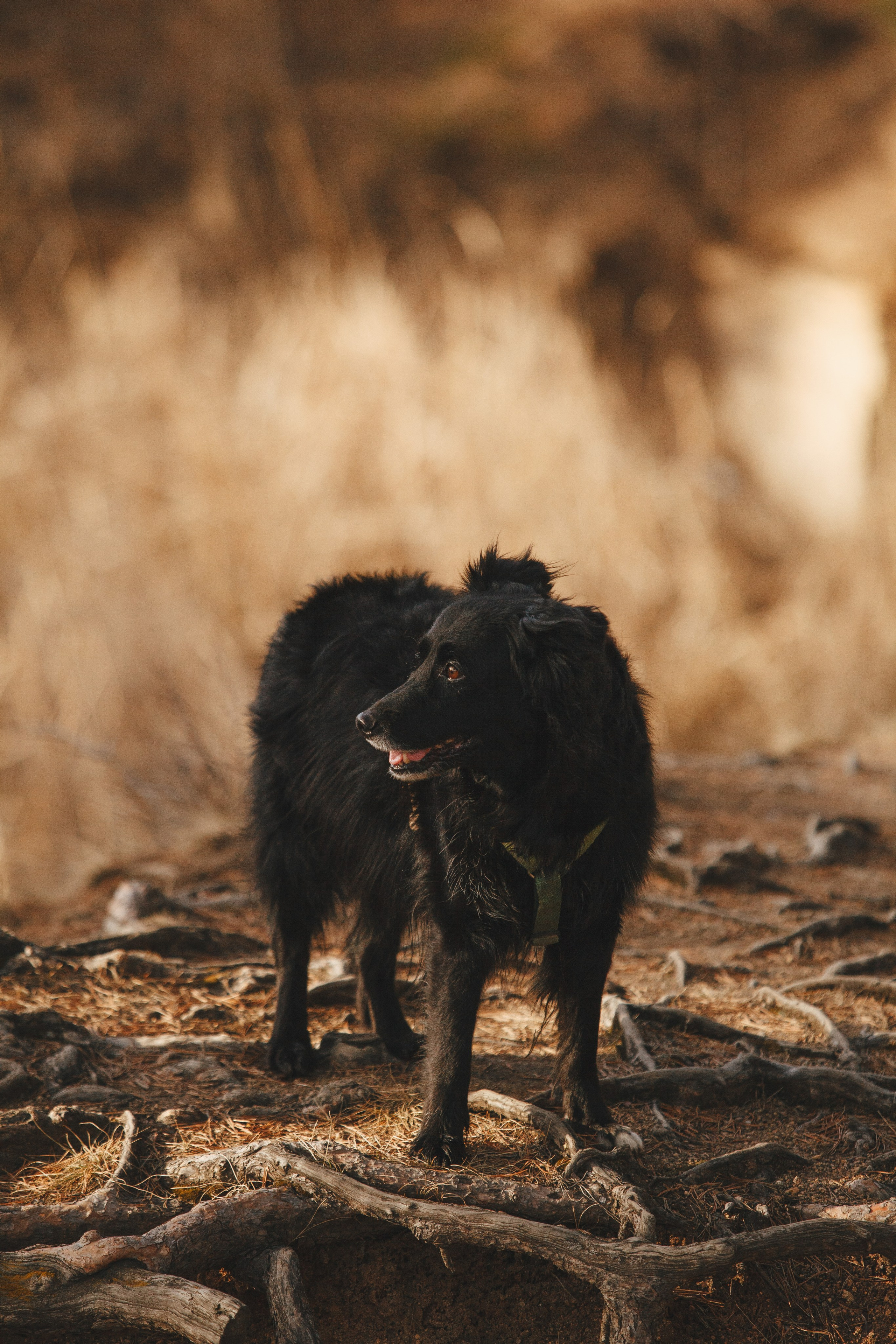 Ваши фотографии. Фотограф анималист Осипчикова Мария