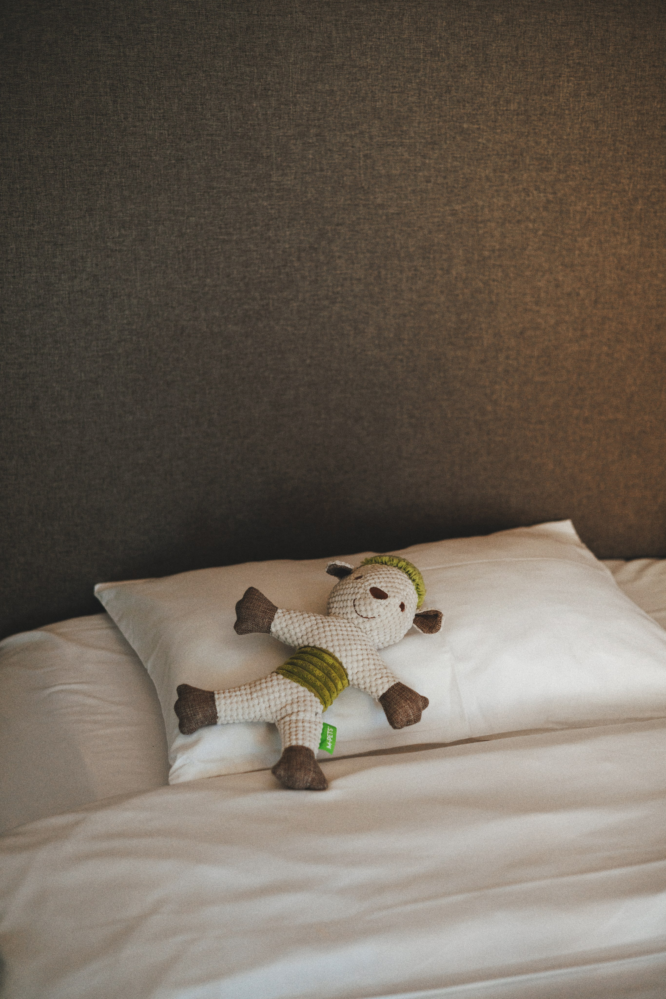 M-Pets. Фотограф анималист Осипчикова Мария