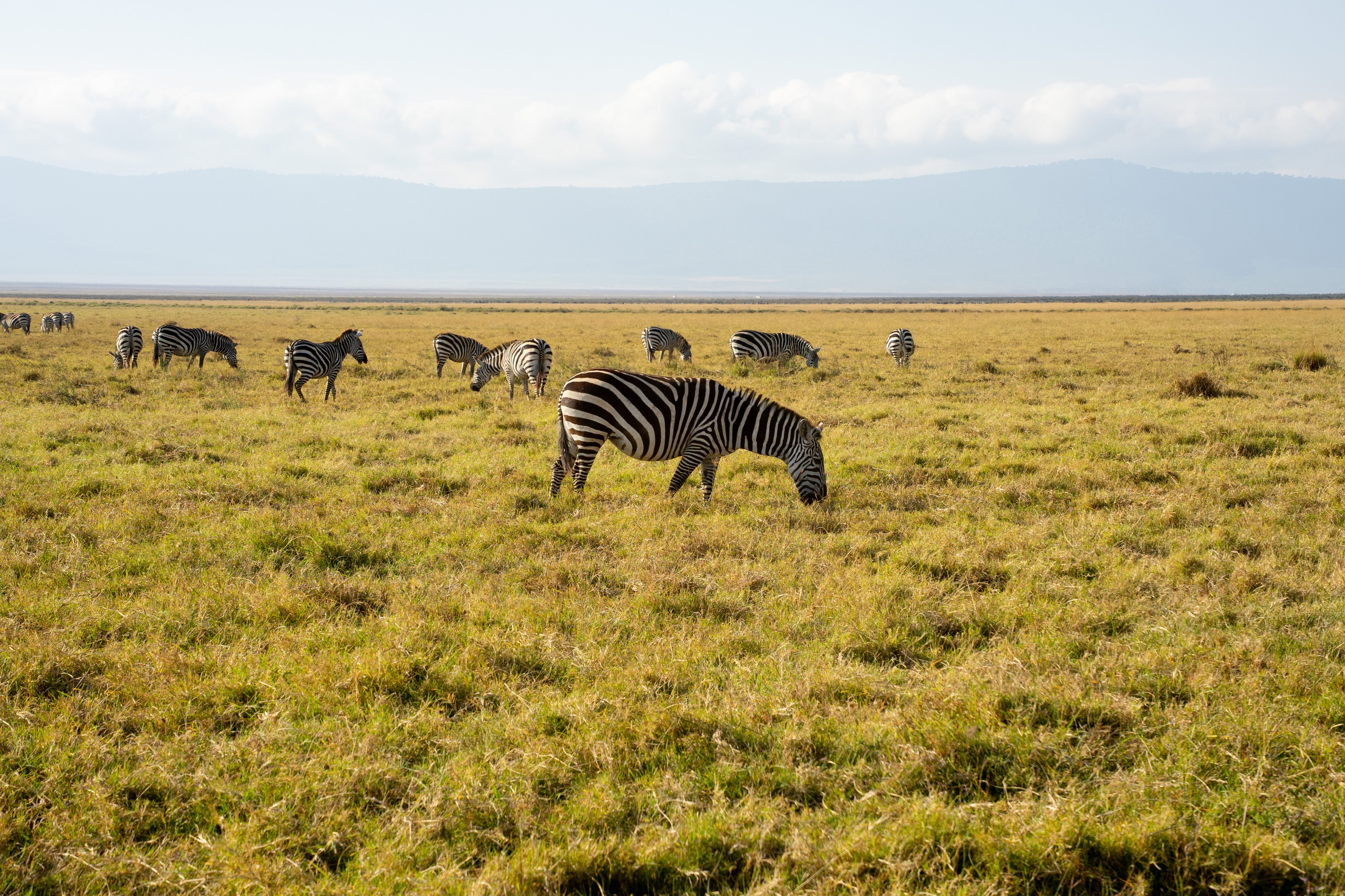 Танзания, сафари, 2025. Творческие сьемки