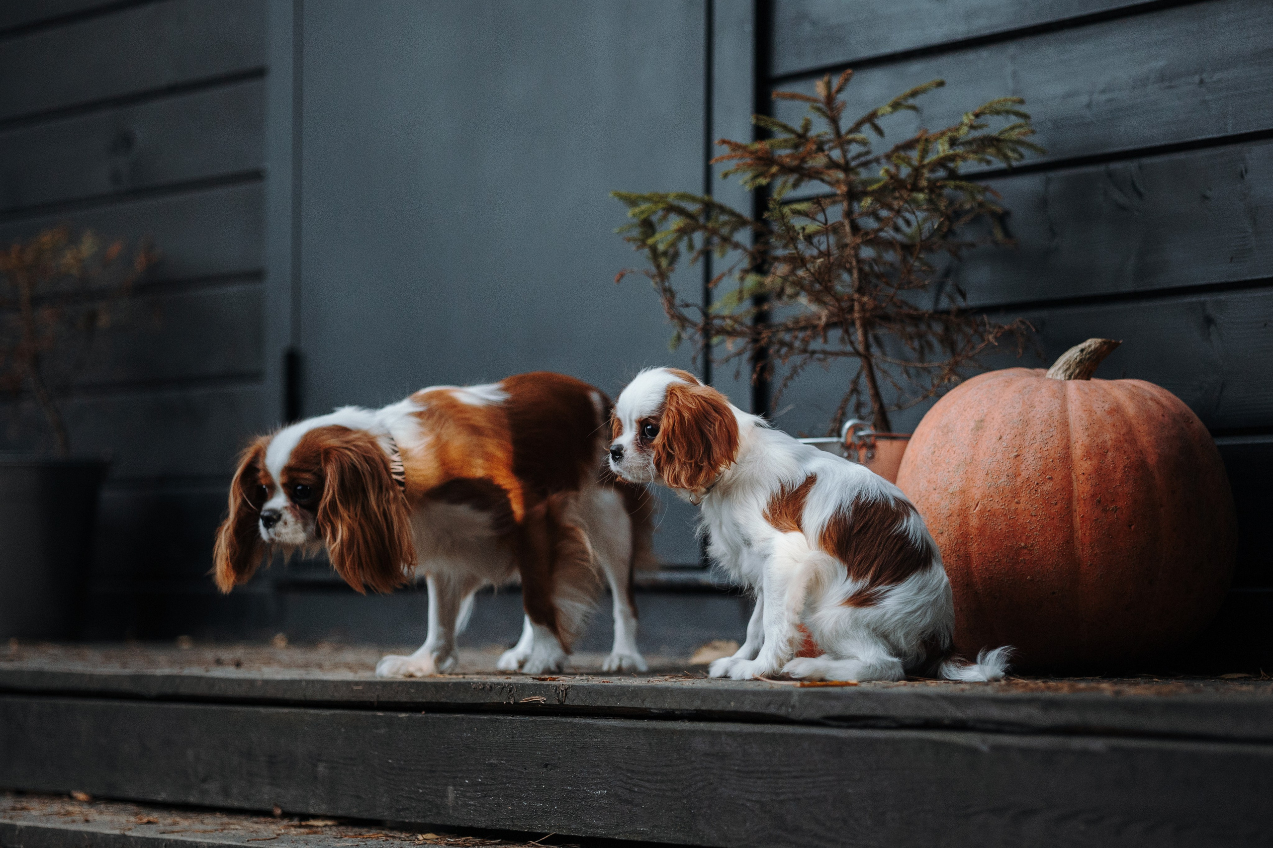 Семейная история. Фотограф — Анималист | Санкт-Петербург