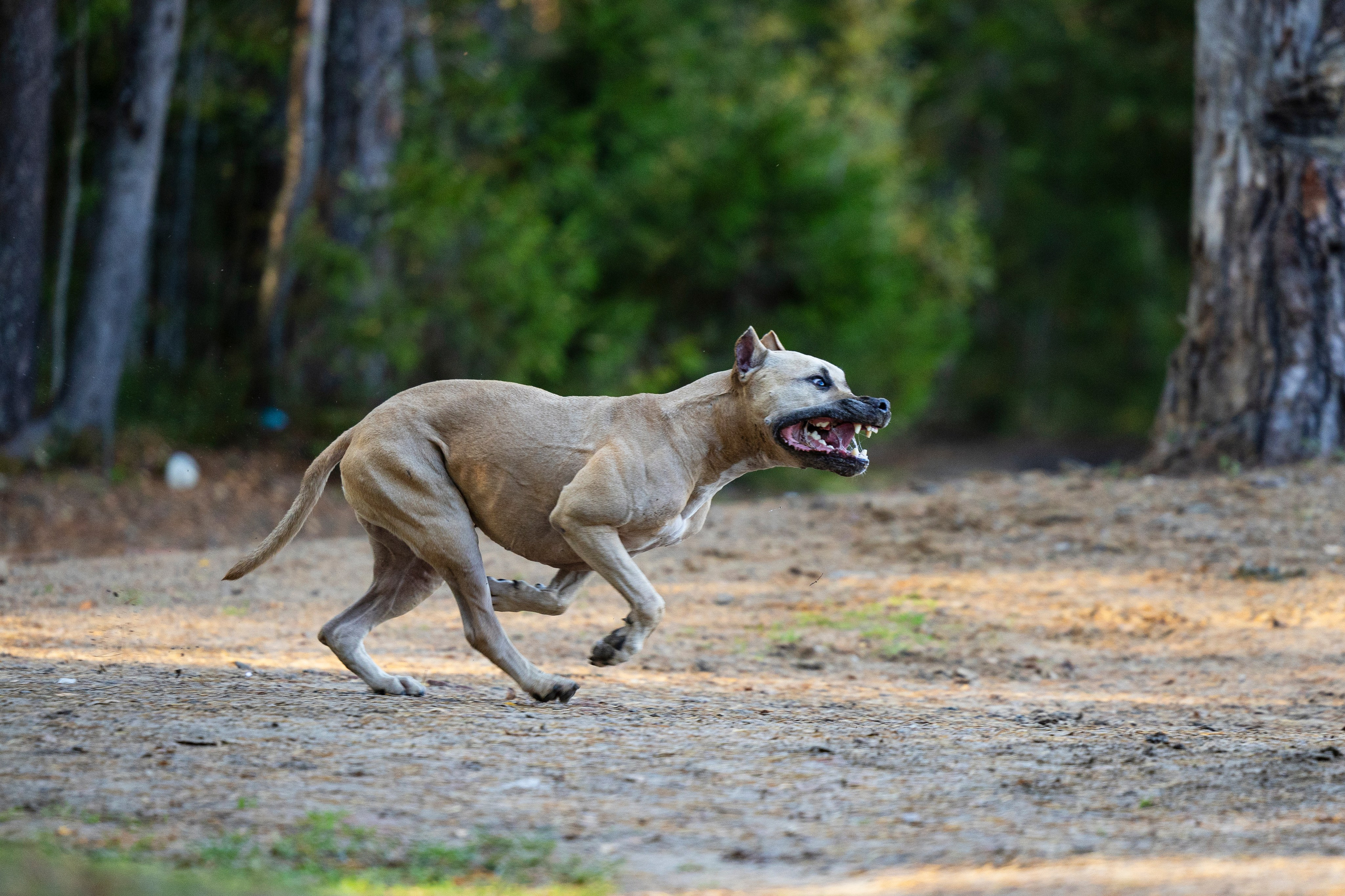 Фобос. Фотограф-анималист Анна Маринич