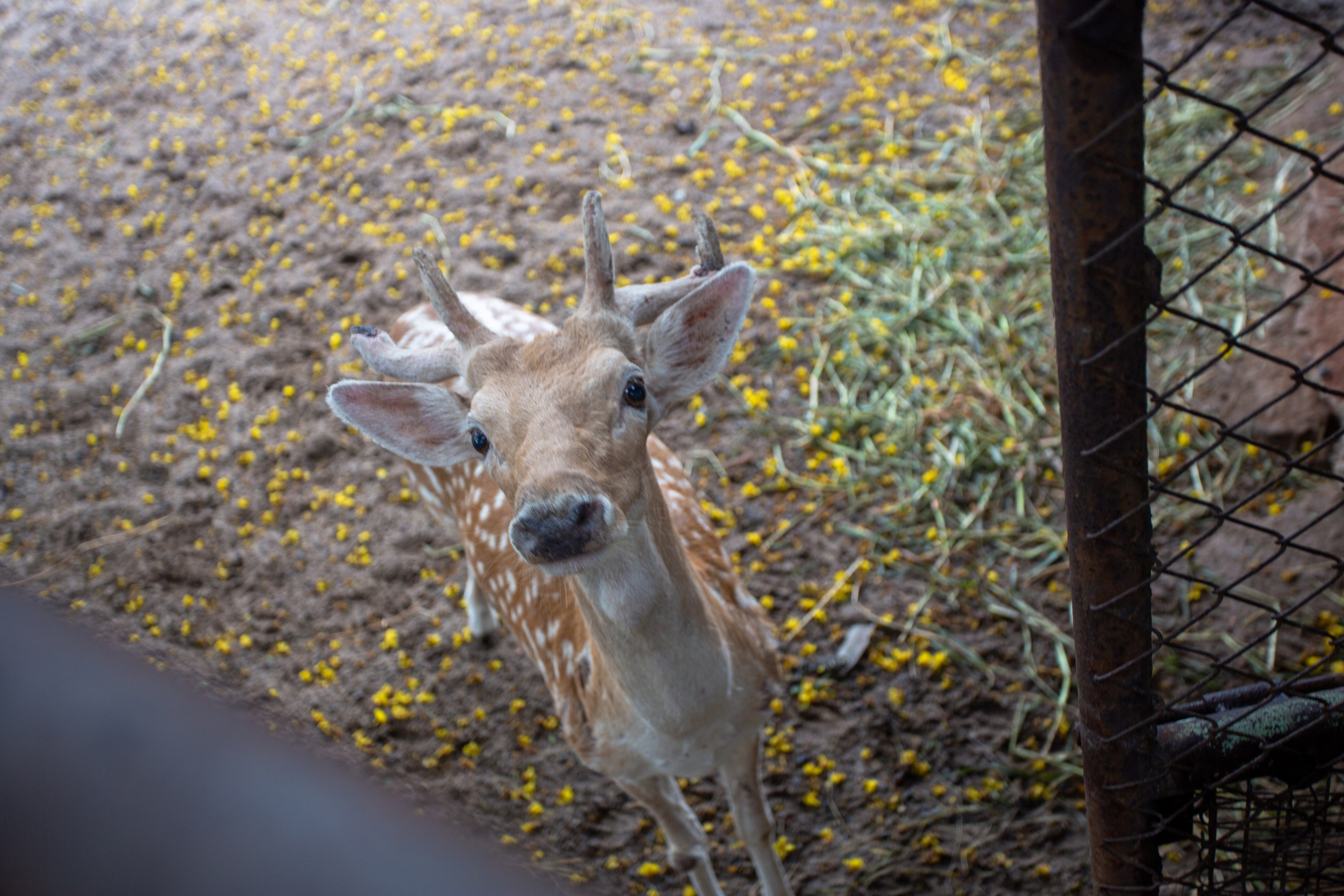 Samut Prakan Crocodile Farm & Zoo. Photographer Sonkina Tatiana (Tanya Ash)