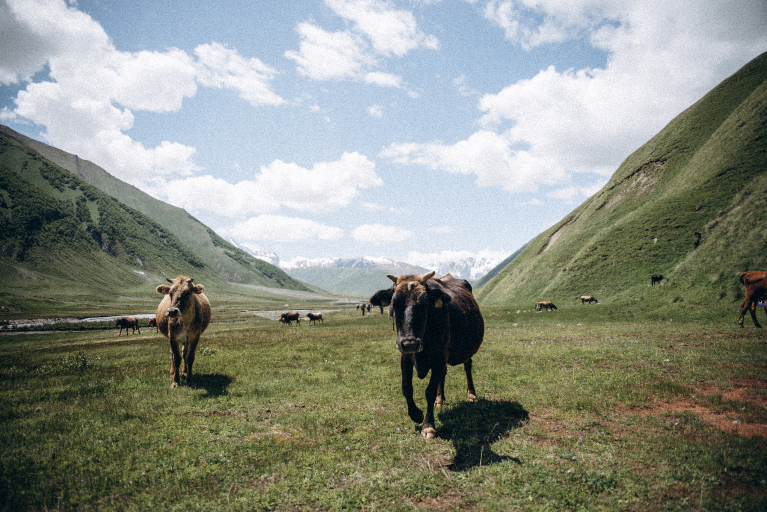 Долина Трусо, Грузия🇬🇪«Honey Trip». Anita_photo