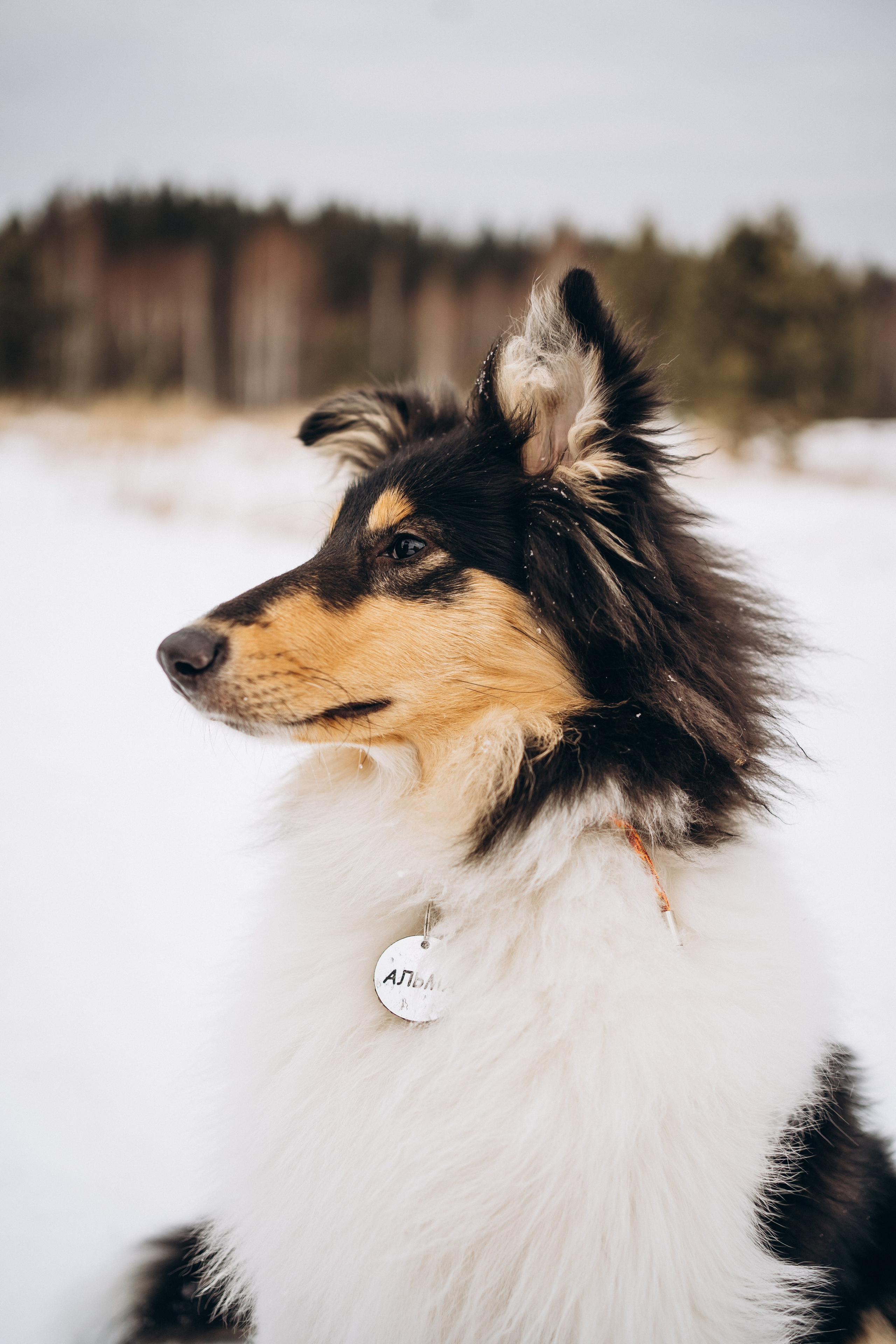 Альма. Фотограф-анималист Анастасия Большакова