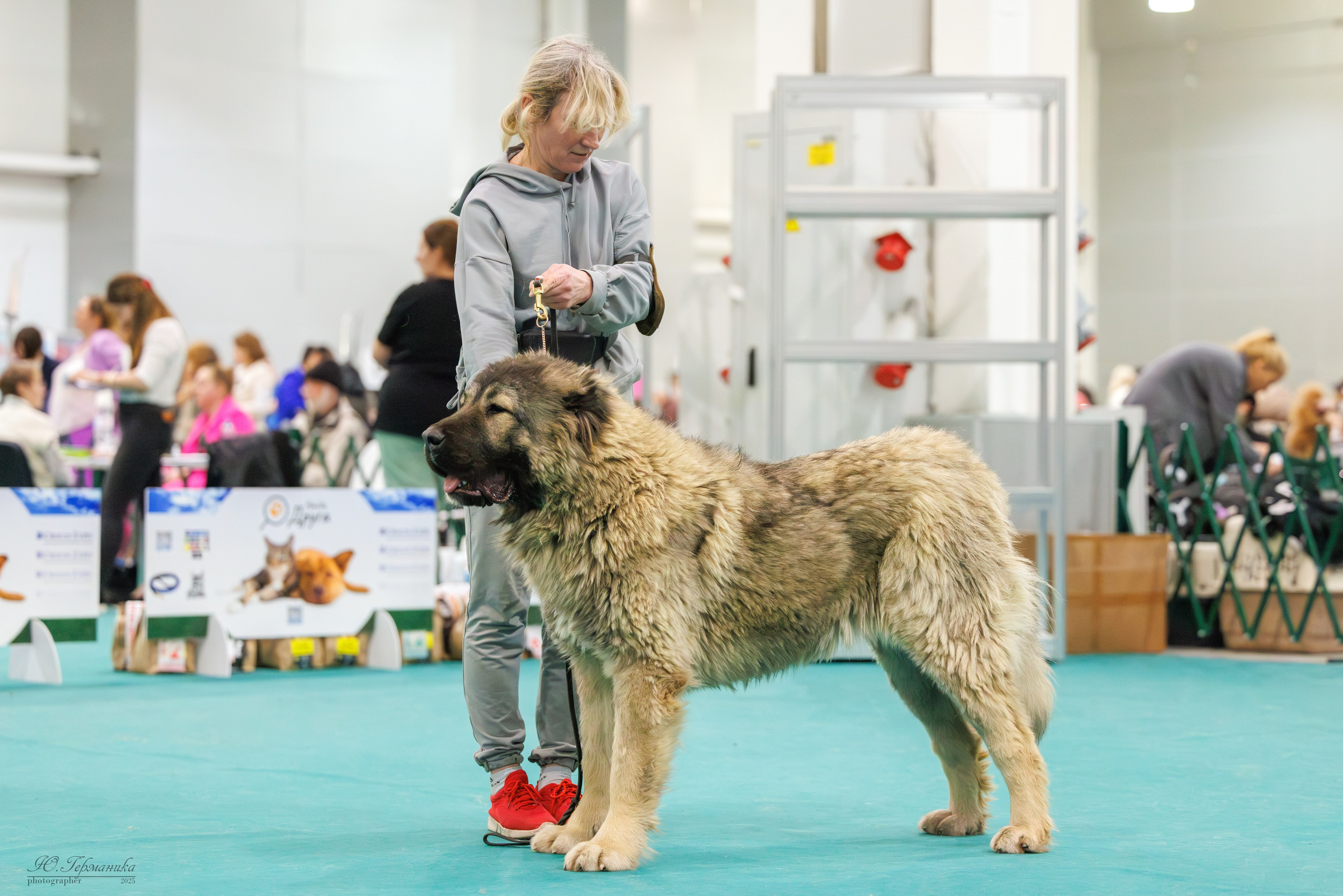Гран-При 8.02.2025 и Крокус 09.02.2025. Фотограф-анималист Юлия Германика
