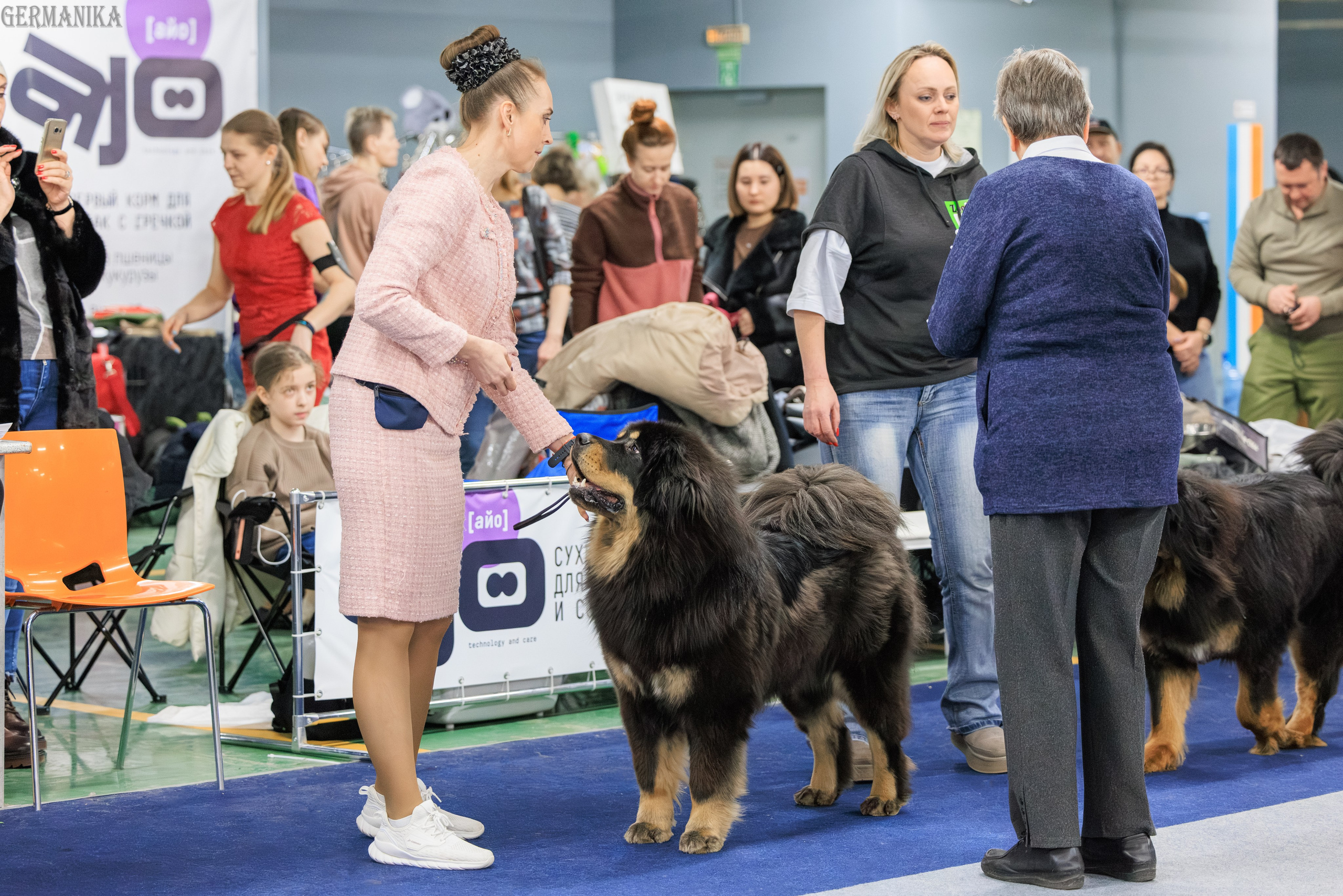 Сфера 08 и 10.03.2024 2хмоно ротвейлеров+2хмоно сао. Фотограф-анималист Юлия Германика