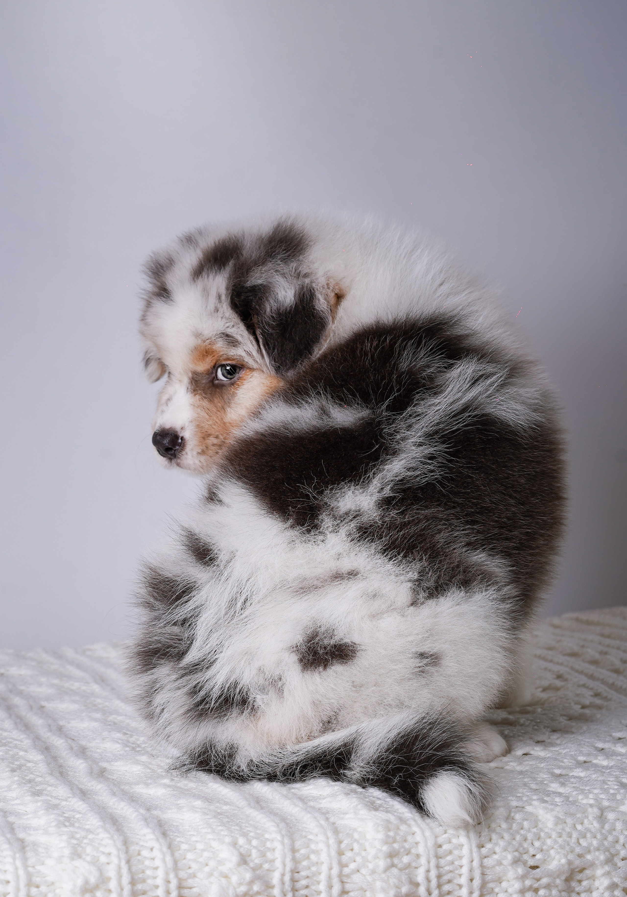 Щенки аусси. Фотограф-анималист в Санкт-Петербурге Яна Мартынова