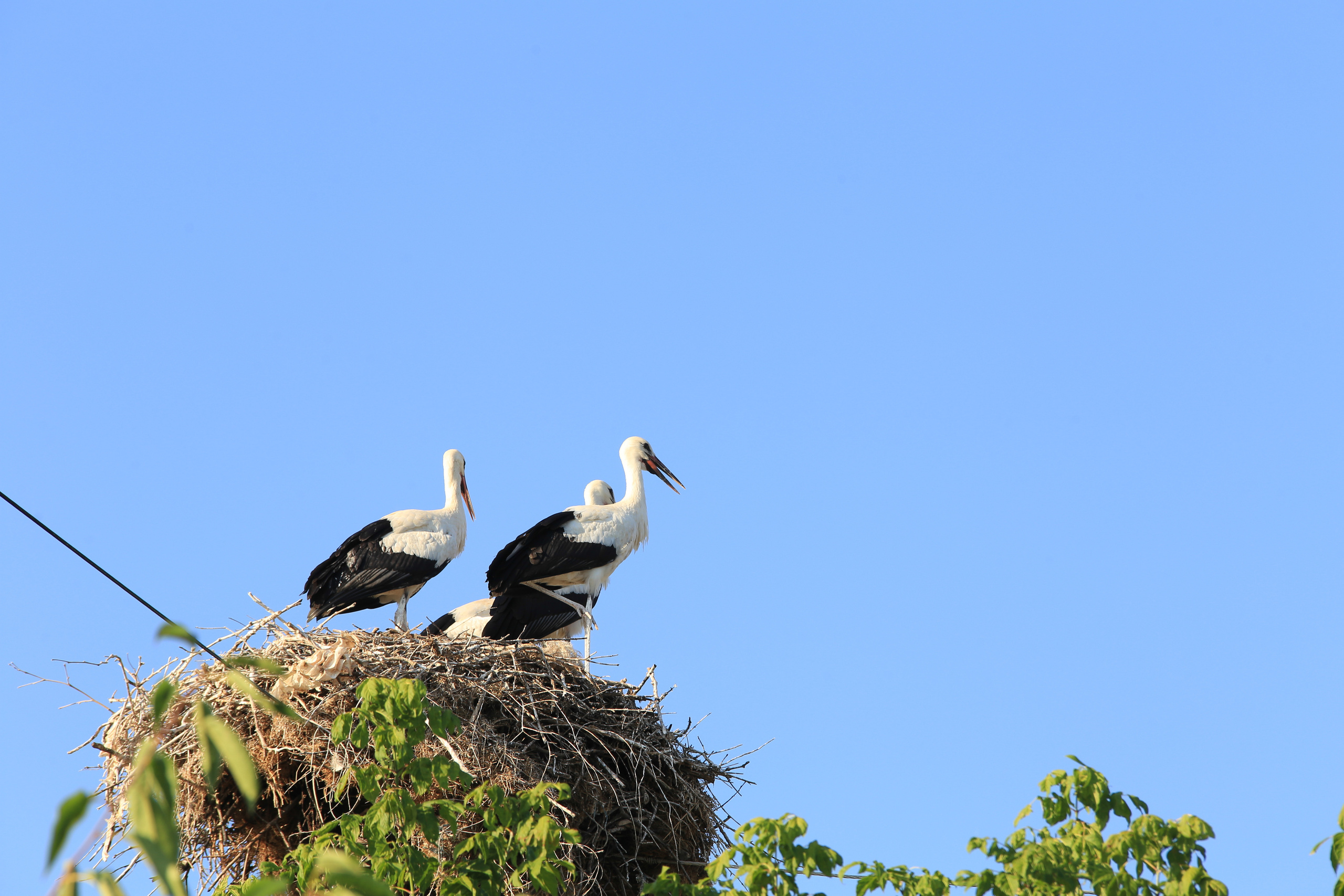 ГРЕЦИЯ. Выпускные альбомы Edi ART