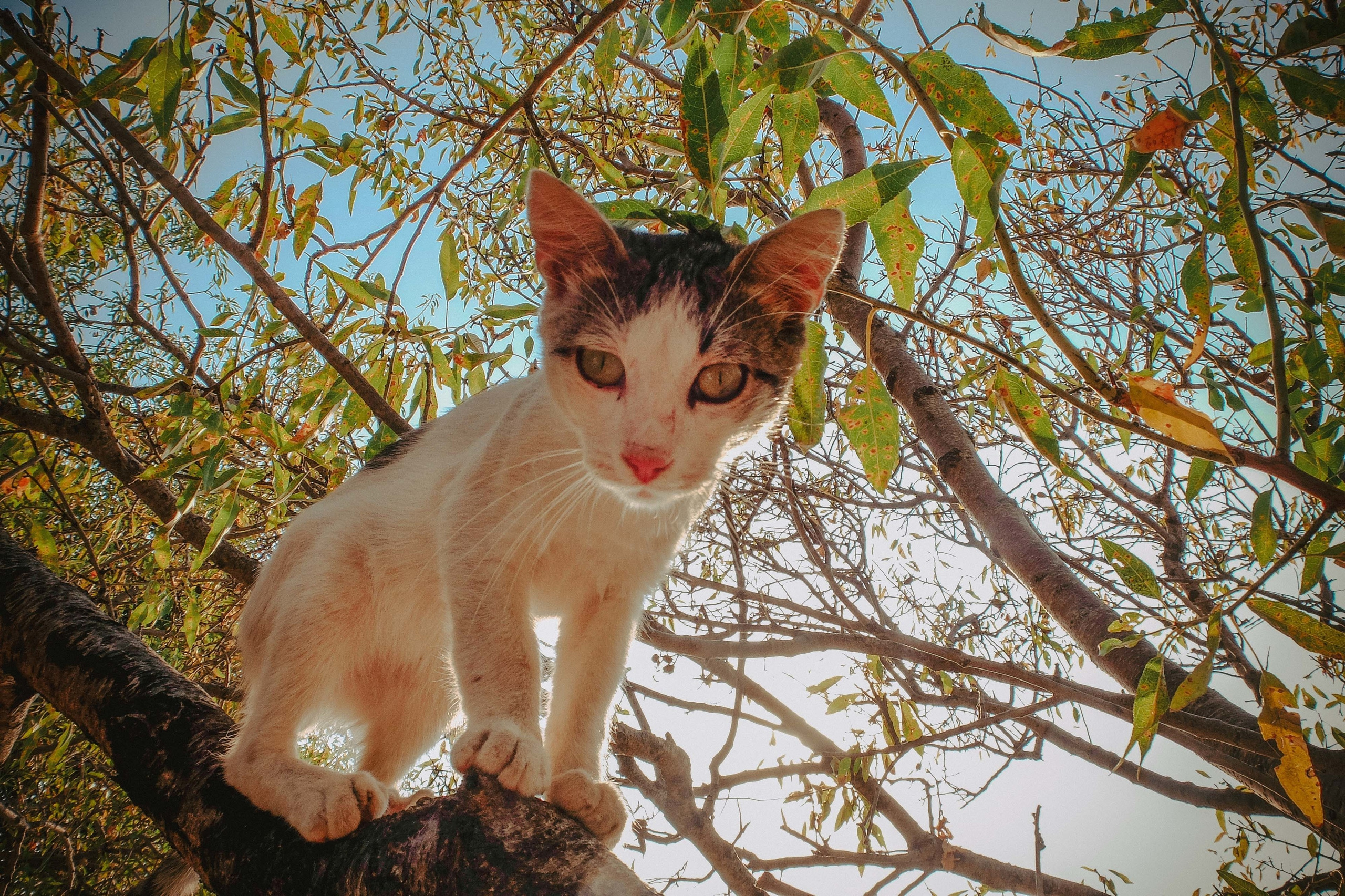 ТУРЦИЯ. Выпускные альбомы Edi ART